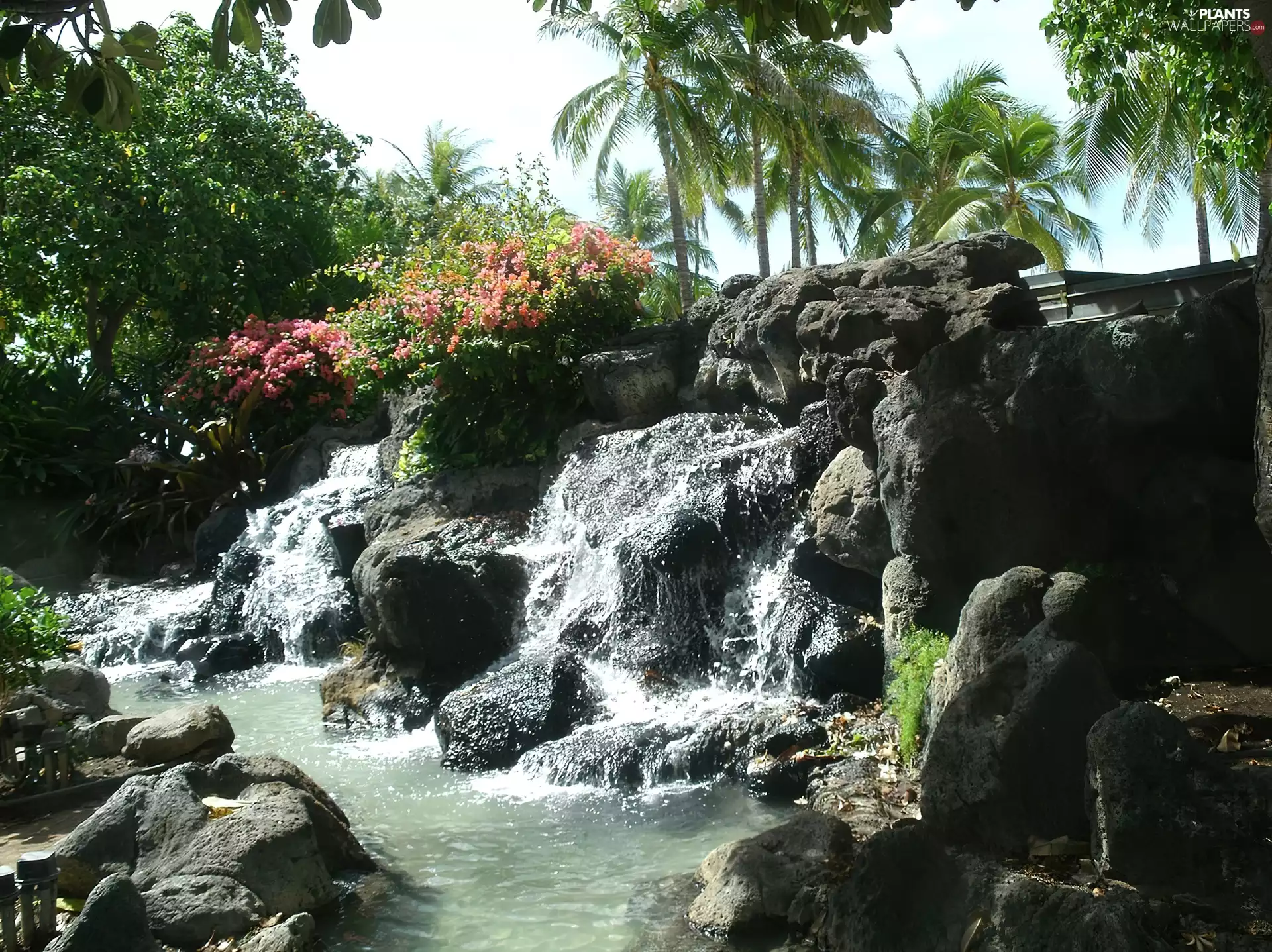 waterfall, Palms, VEGETATION, boulders