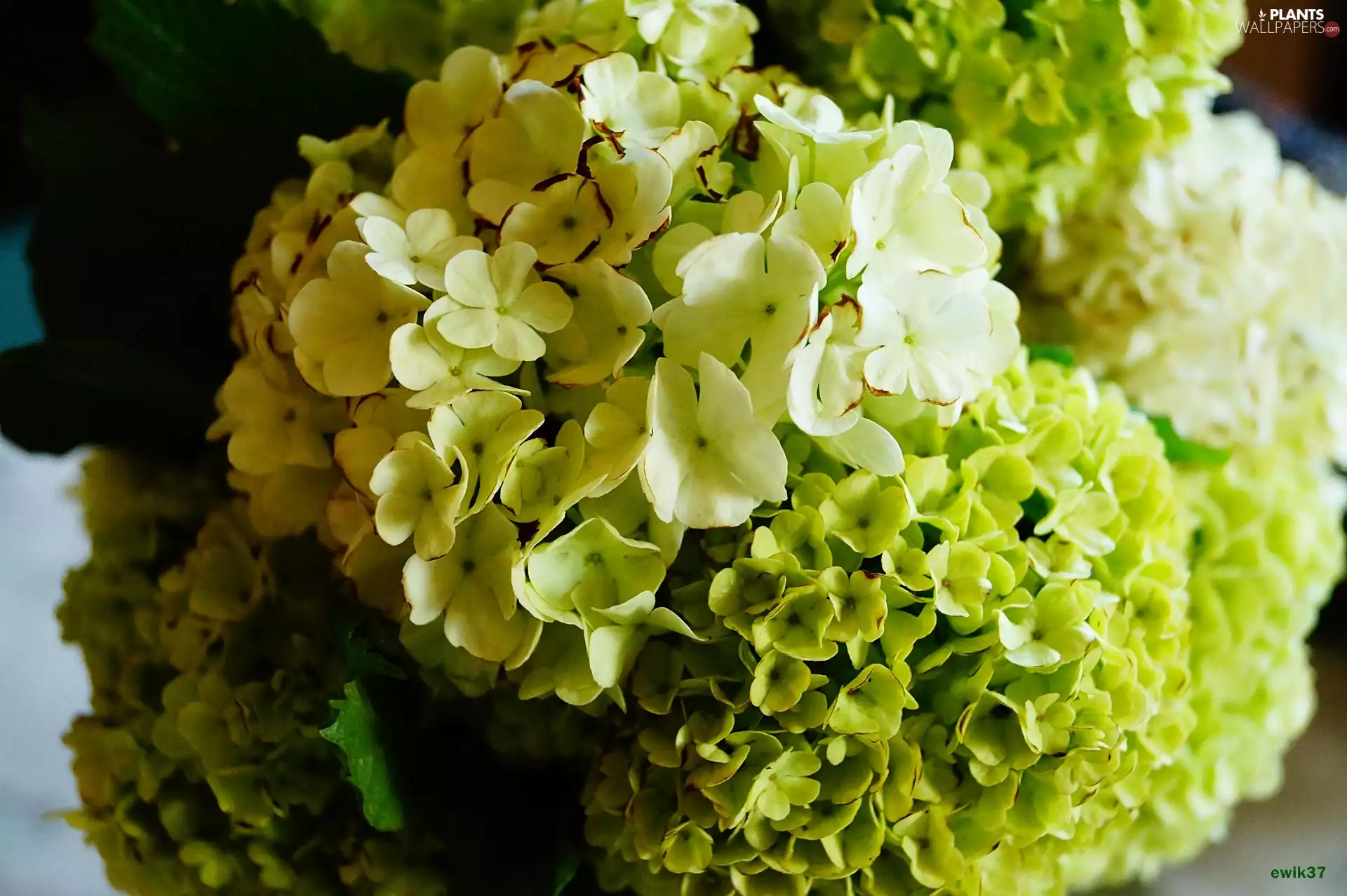 bouquet, Viburnum, coral