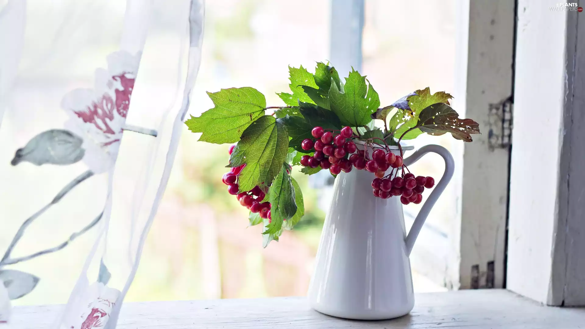Window, bouquet, Viburnum Opulus, jug