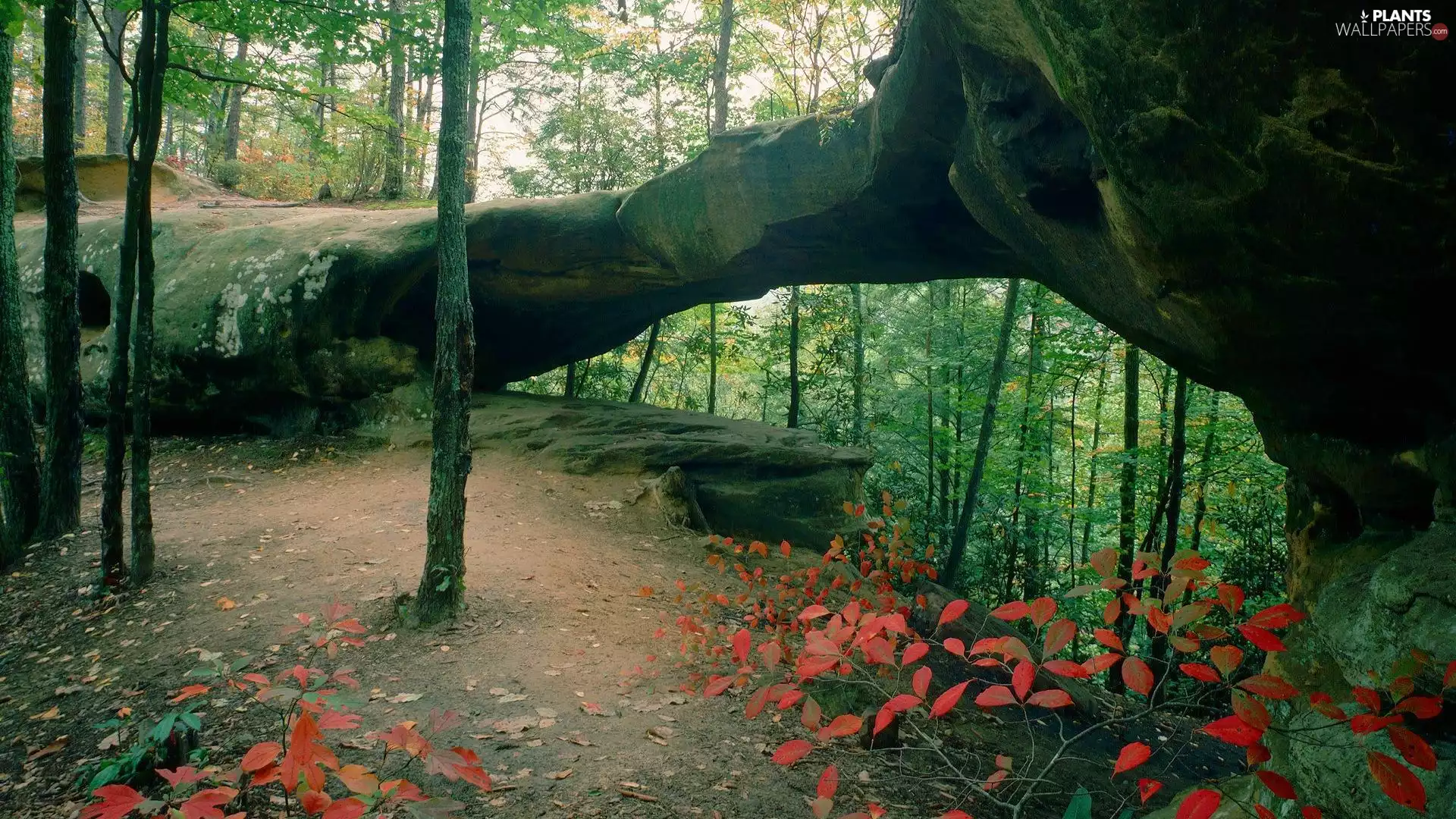 Rocks, Bow, trees, viewes, forest