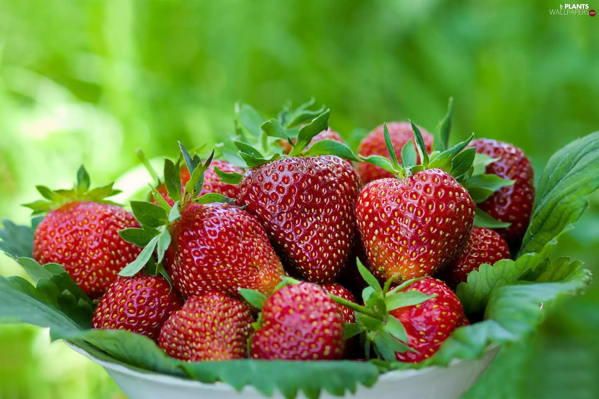 bowl, strawberries, Leaf