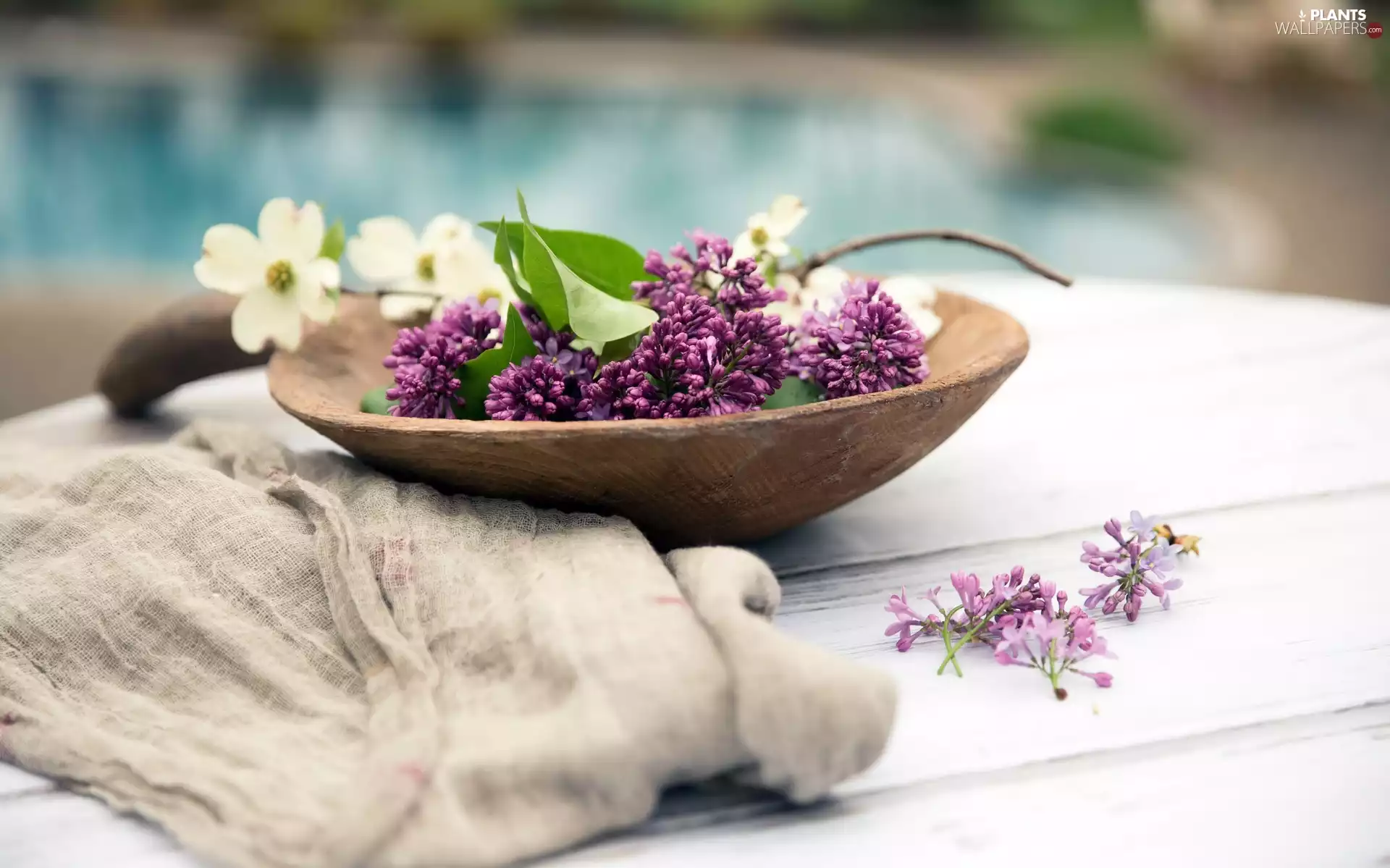 bowl, decoration, without