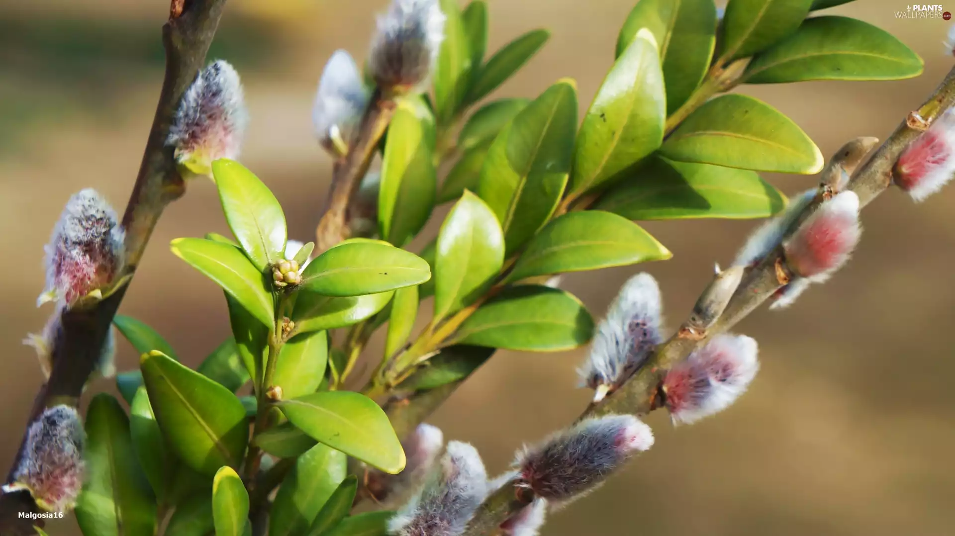 Twigs, Willow, Leaf, Boxwood, green ones, database