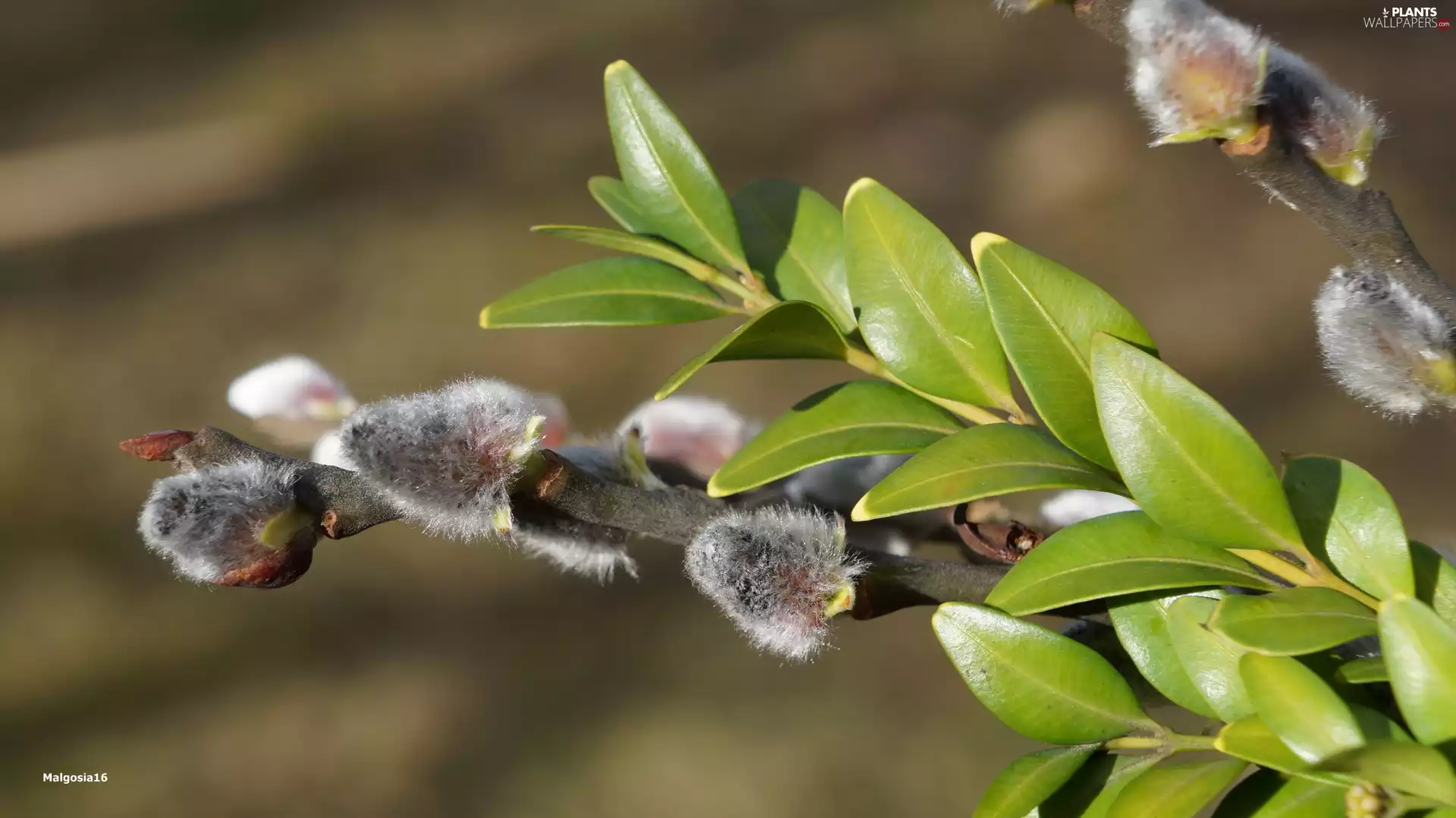 Twigs, Willow, Leaf, Boxwood, green ones, database