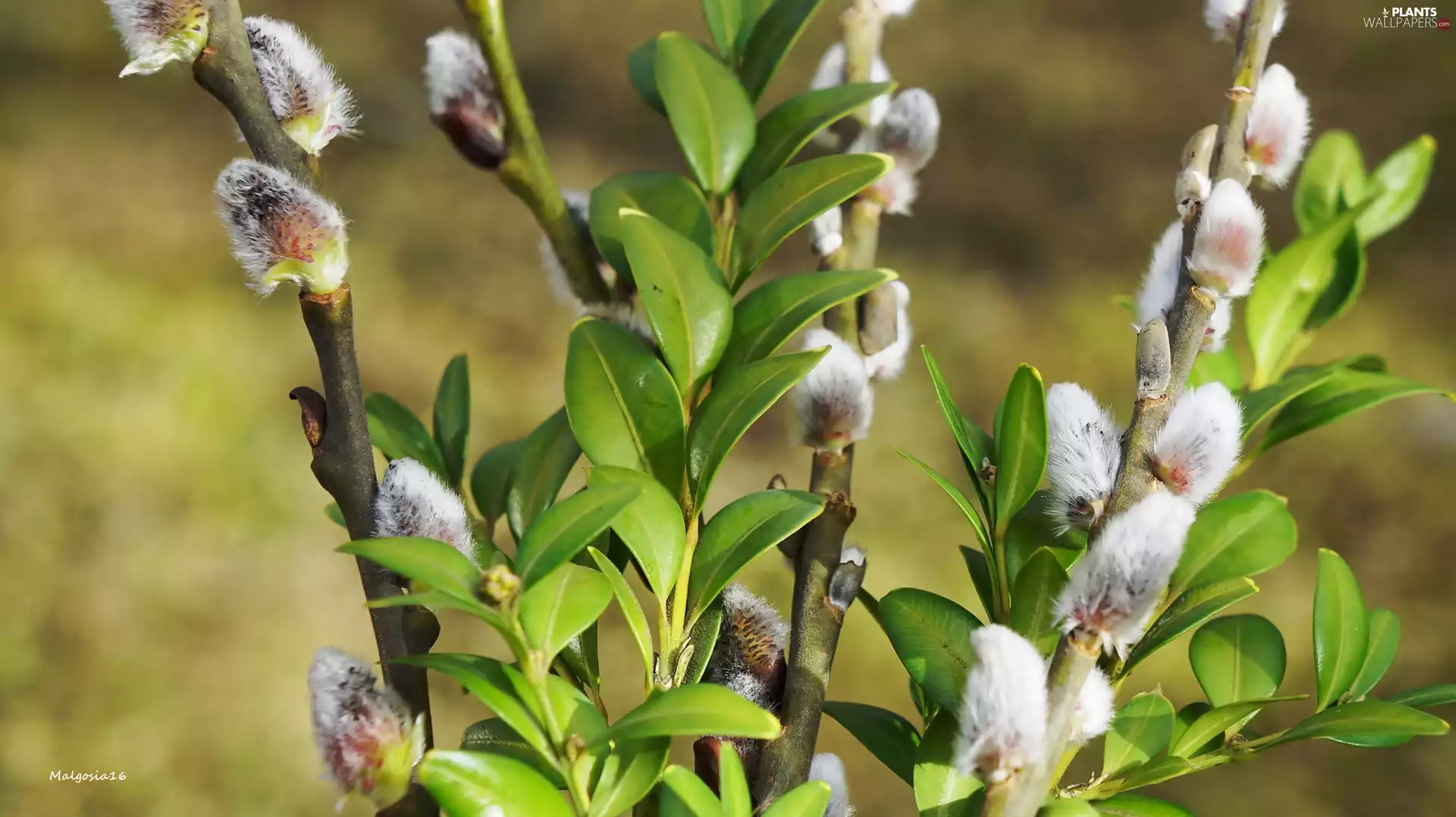 Twigs, Willow, Leaf, Boxwood, green ones, database