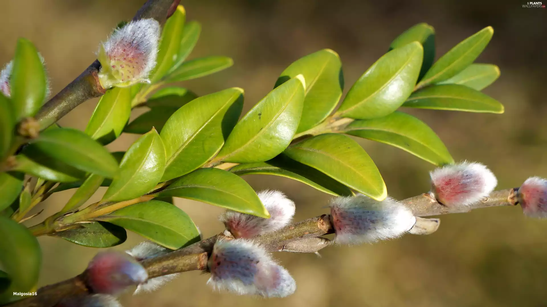 Twigs, Willow, Leaf, Boxwood, green ones, database