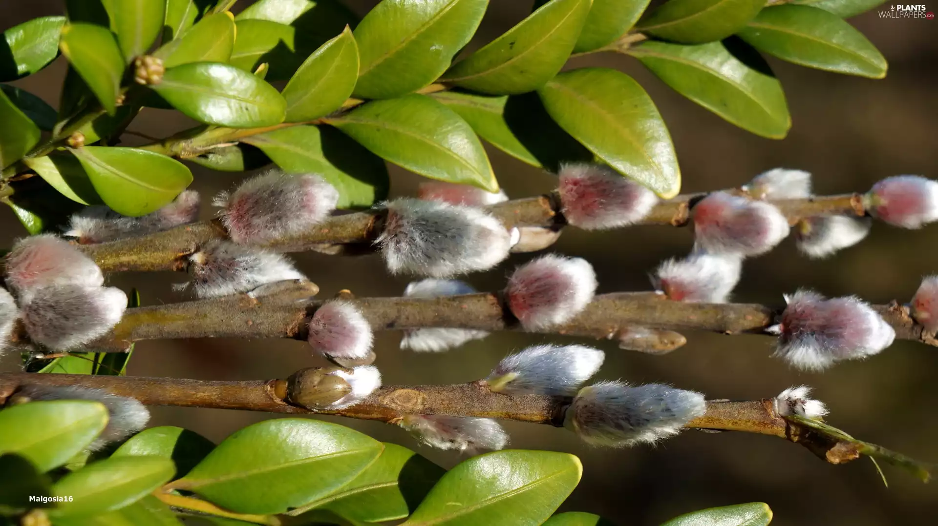 database, Willow, Leaf, Boxwood, green ones, Twigs