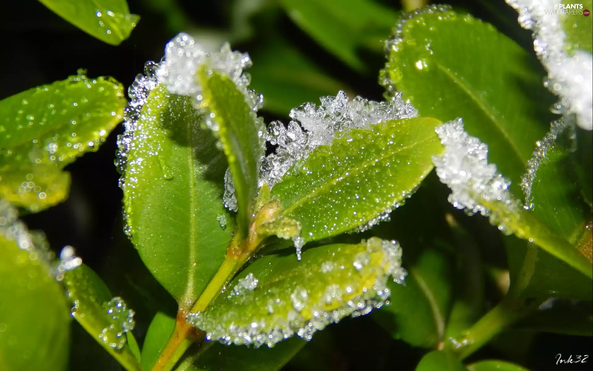 White frost, Leaf, Boxwood