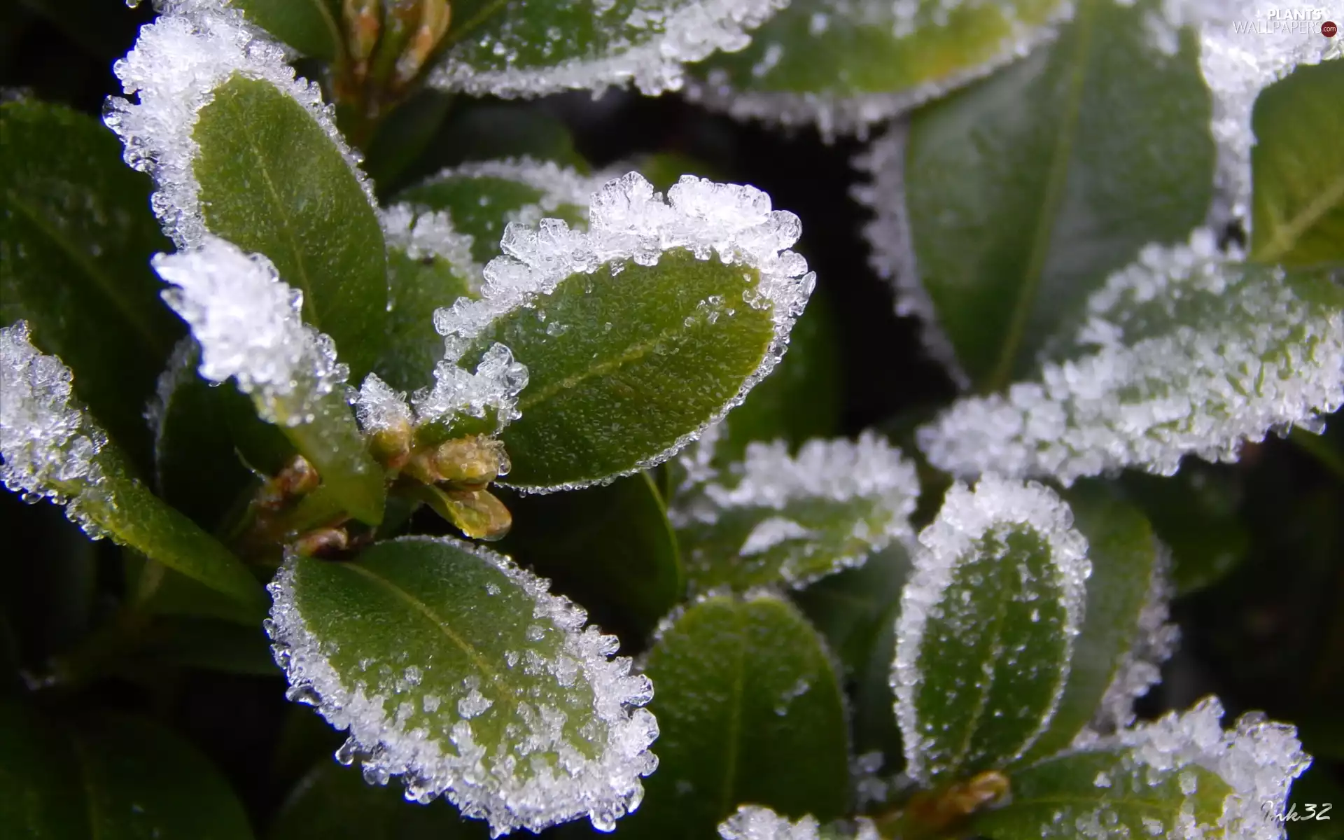 White frost, Leaf, Boxwood