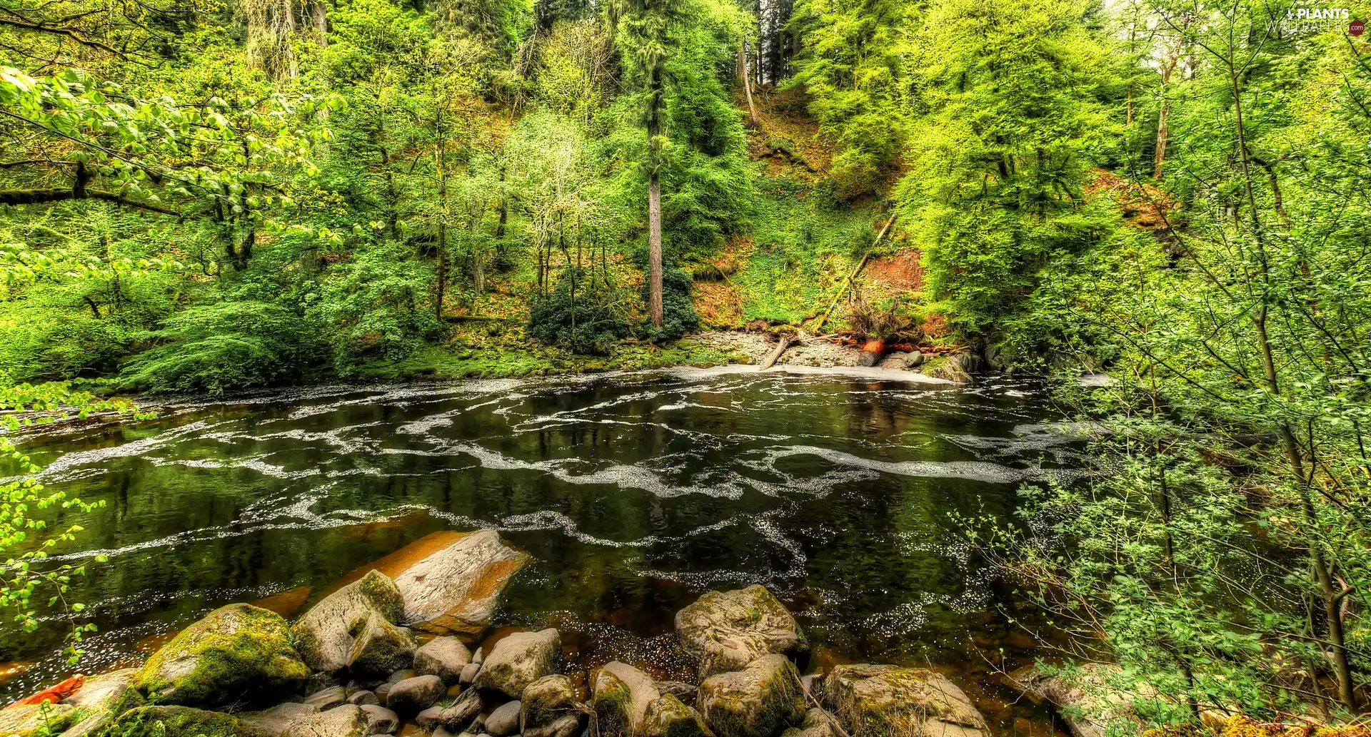 viewes, forest, River Braan, Scotland, Stones, trees