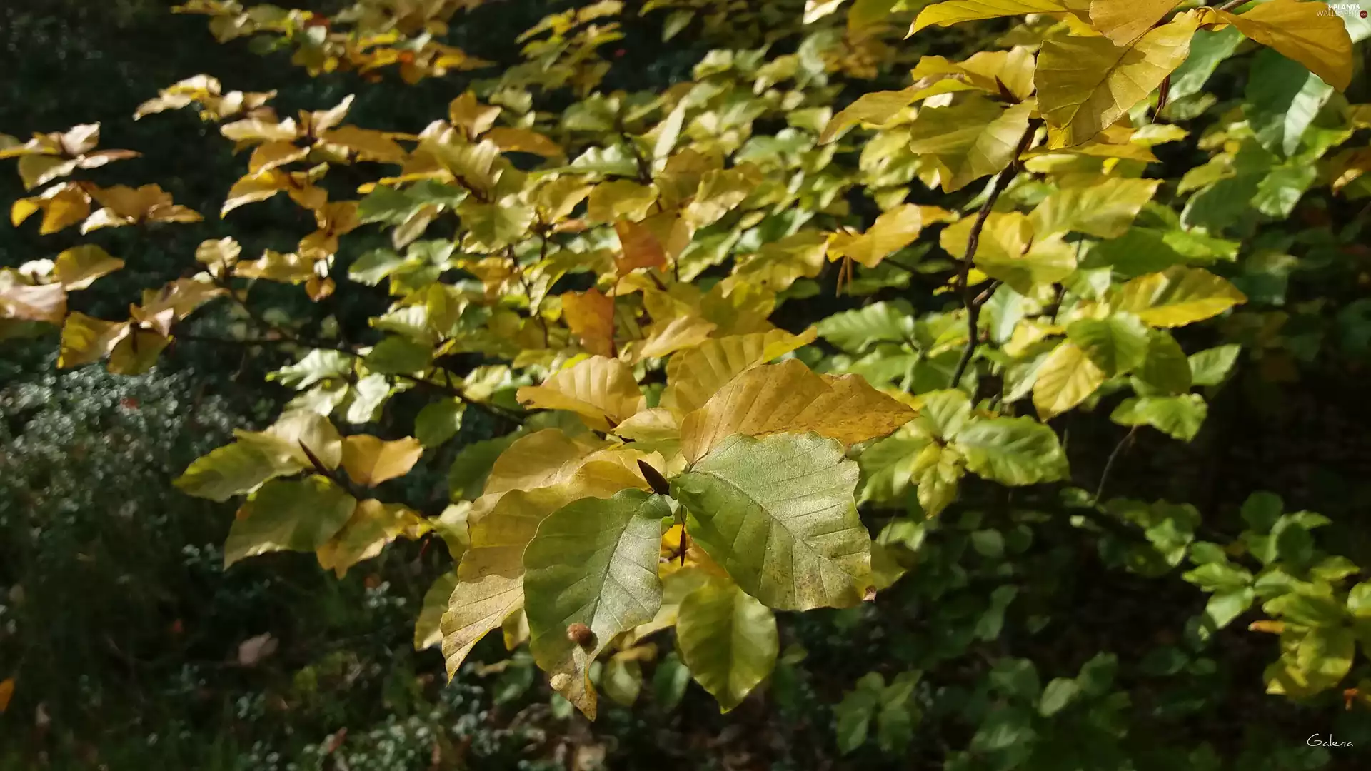 branch, Leaf, autumn