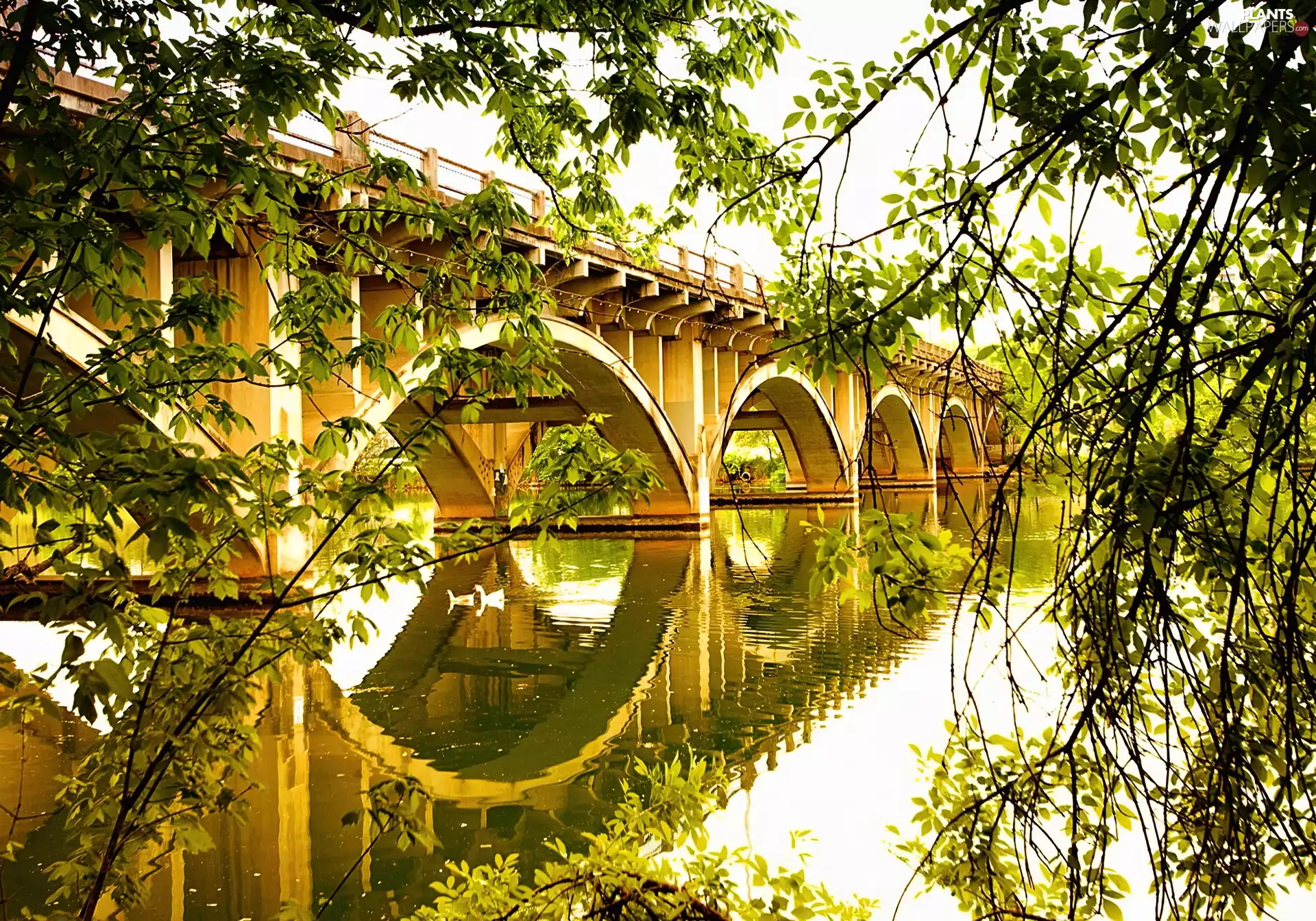 trees, viewes, River, branch pics, bridge