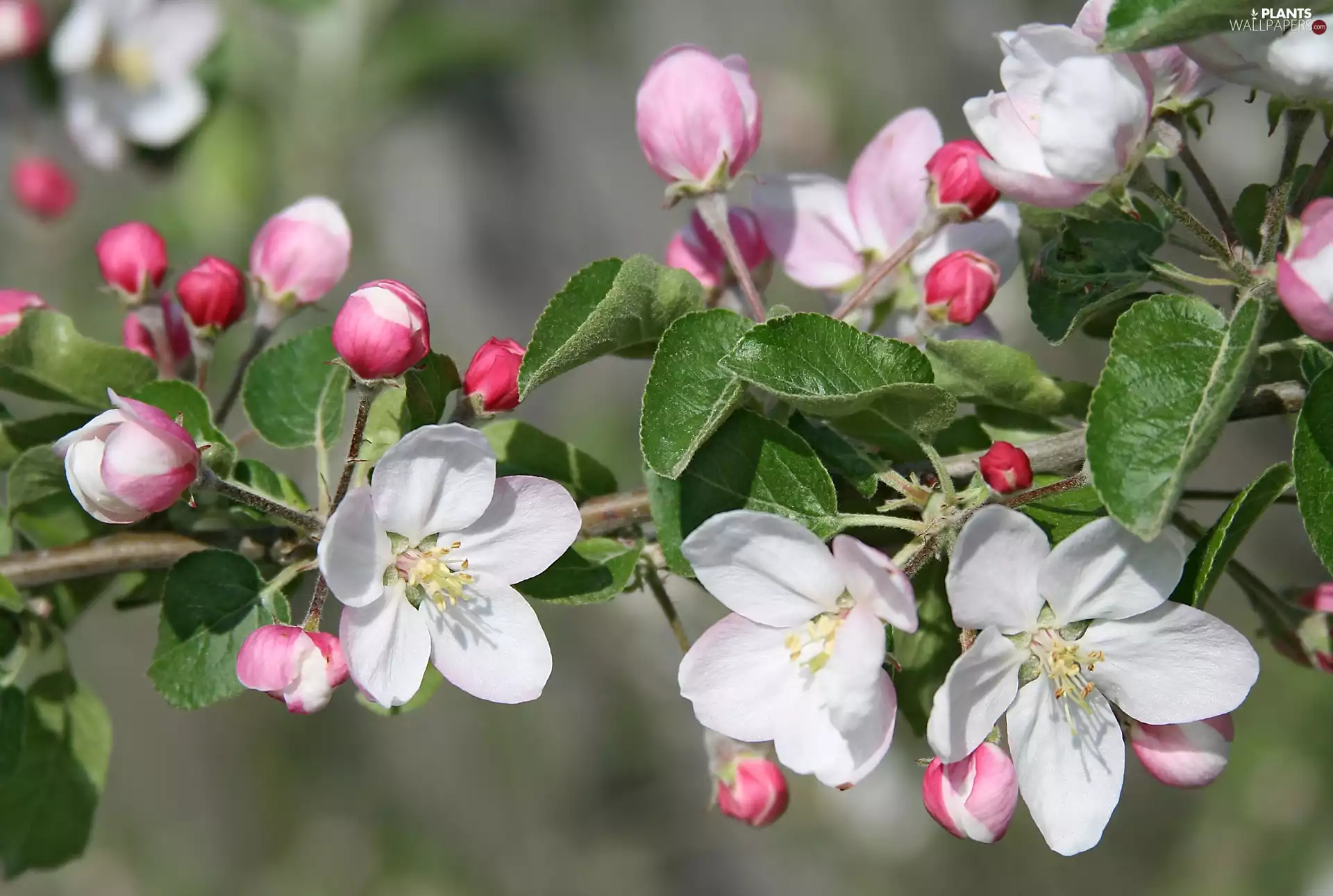 Fruit Tree, Buds, branch, flourishing, Flowers