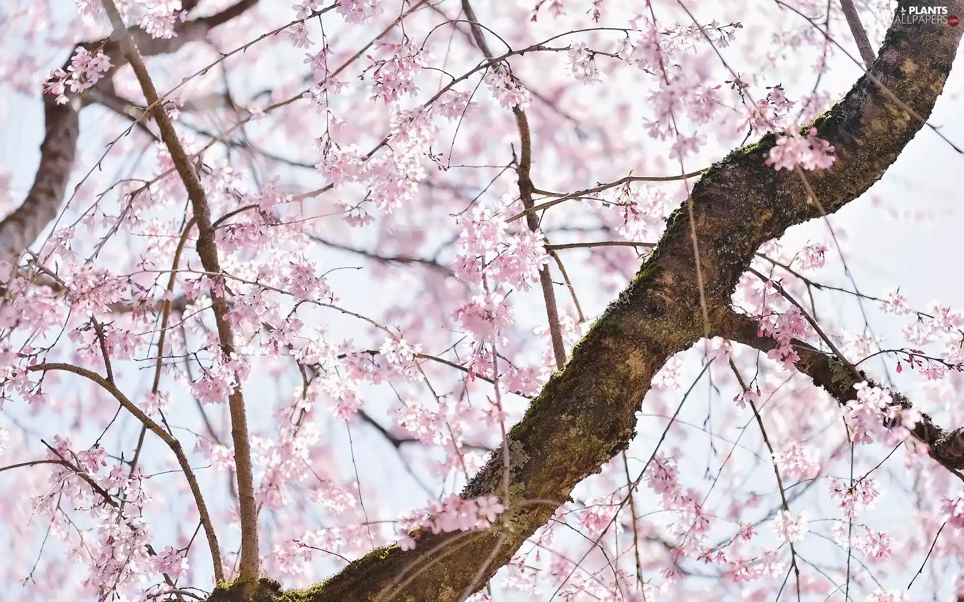 Fruit Tree, kirsch, branch pics, Flowers