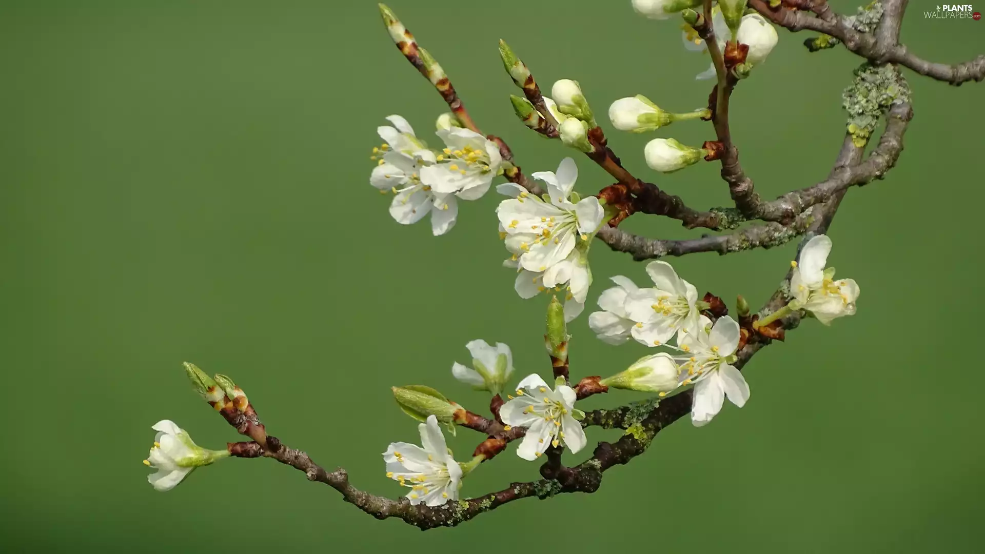 Flowers, Fruit Tree, branch