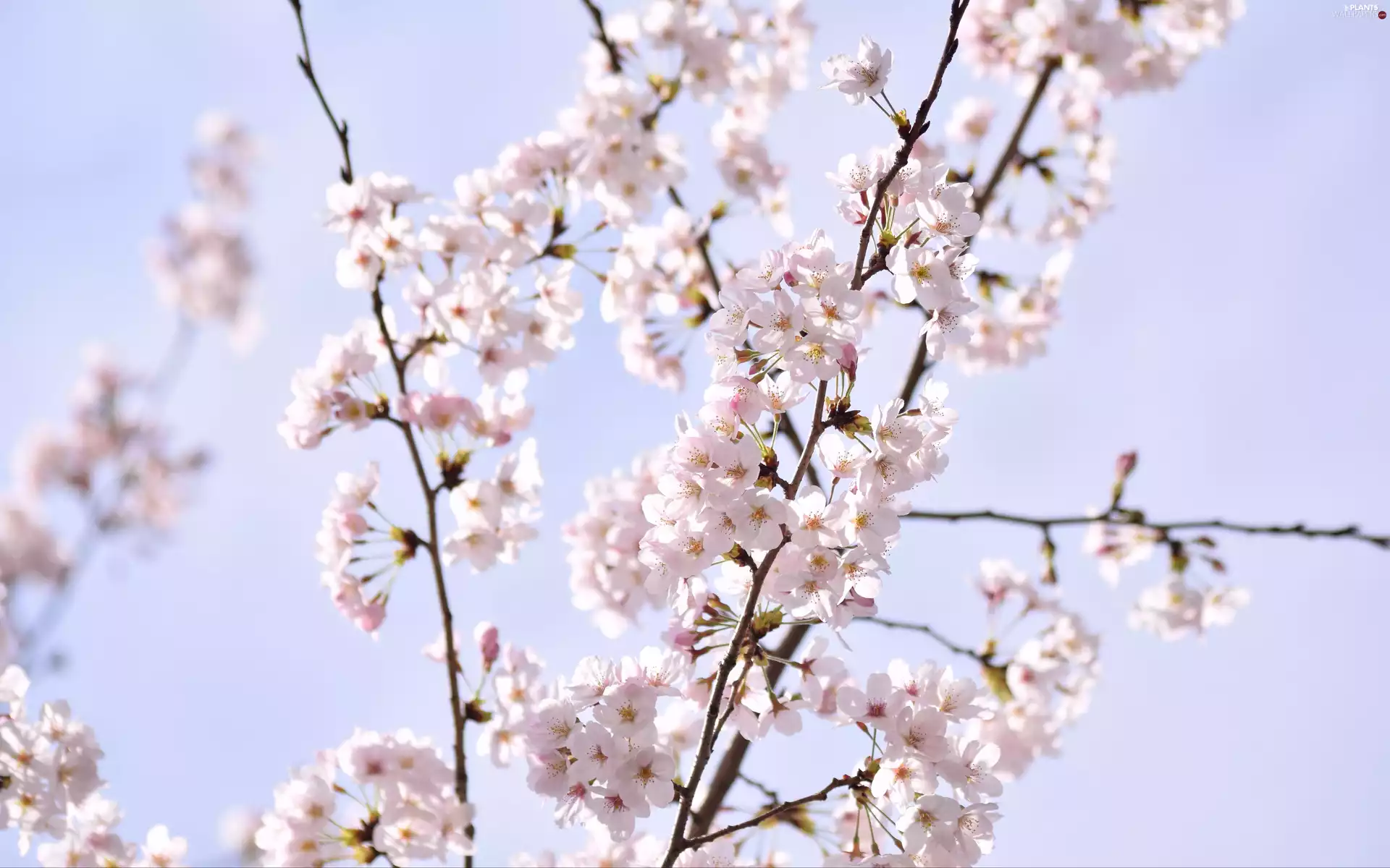 Fruit Tree, Flowers, branch pics, Light pink