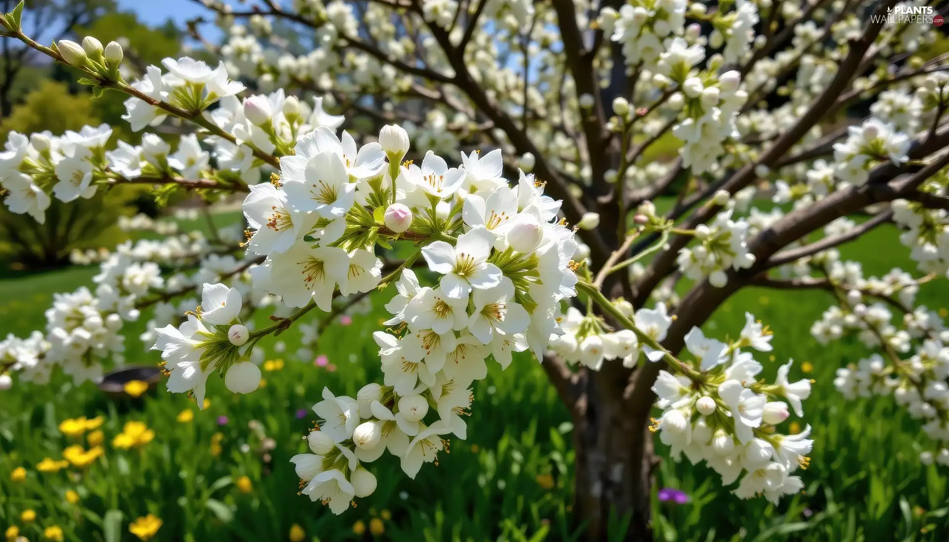 Fruit Tree, White, branch pics, Flowers