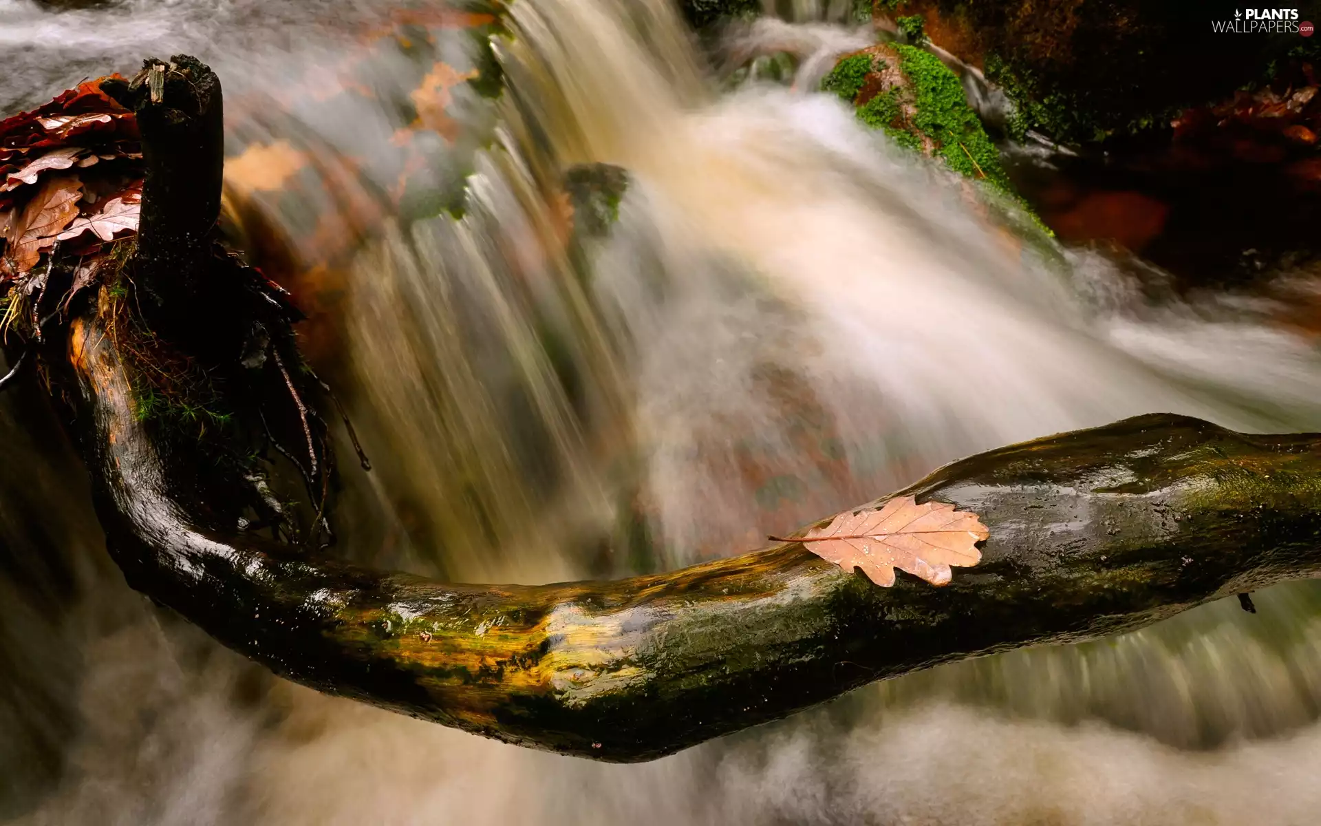 Leaf, autumn, Stones, branch pics, flux