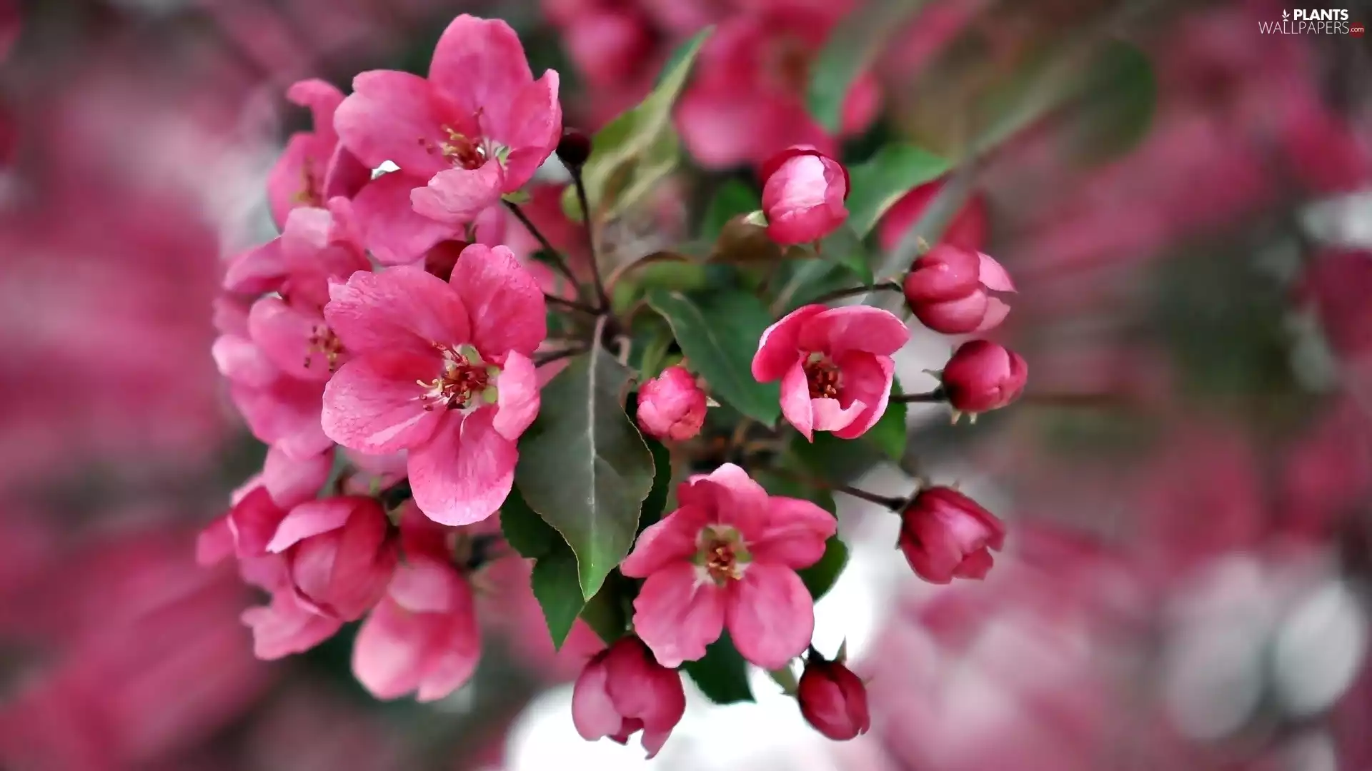 Spring, branch, Fruit Tree, Blossoming