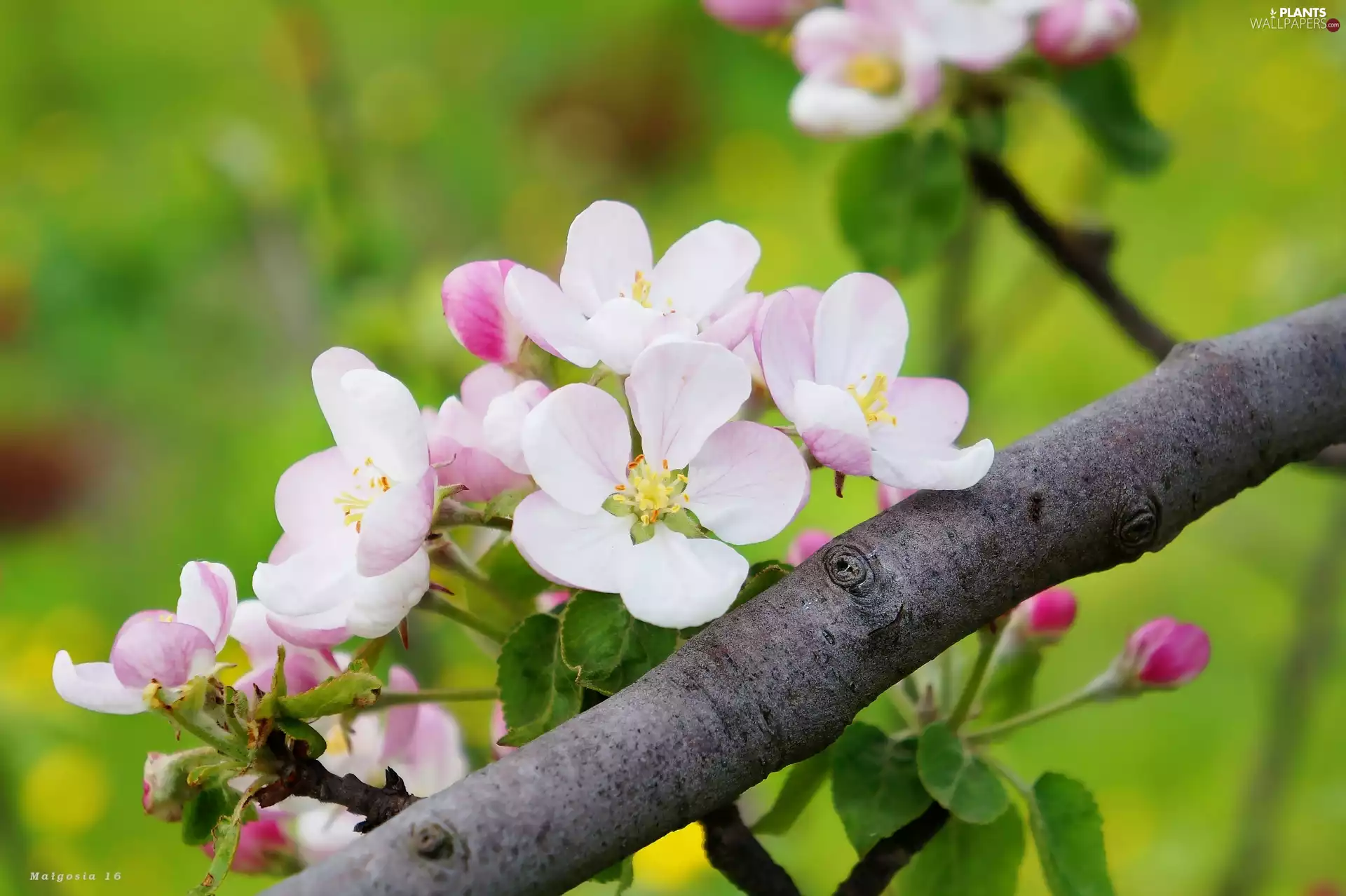 Flowers, branch, fruit, flourishing, trees