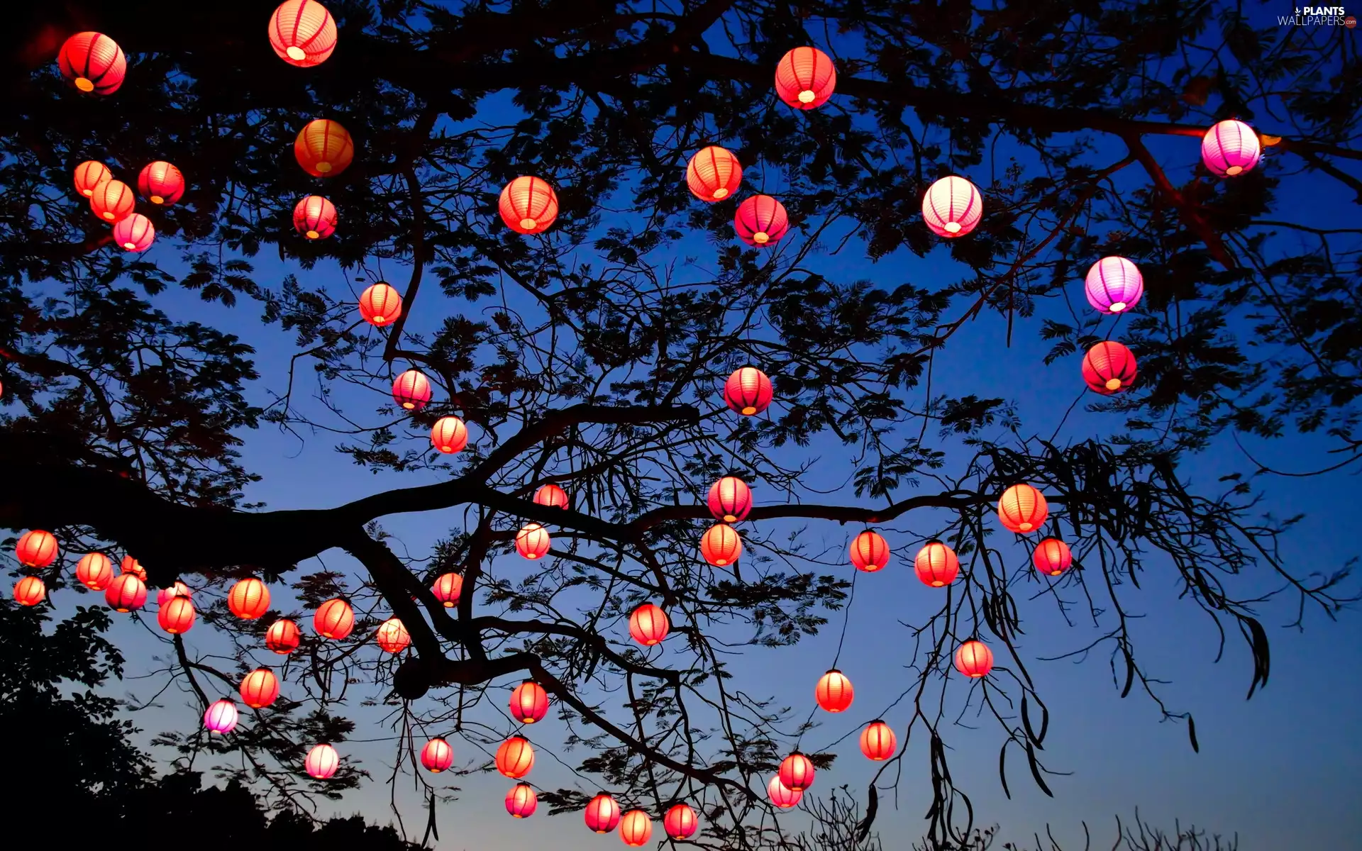 trees, Night, Lights, branch pics, Garland
