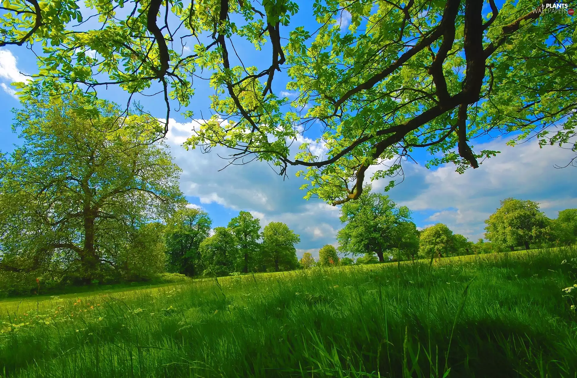 trees, Meadow, green, branch pics, viewes, grass