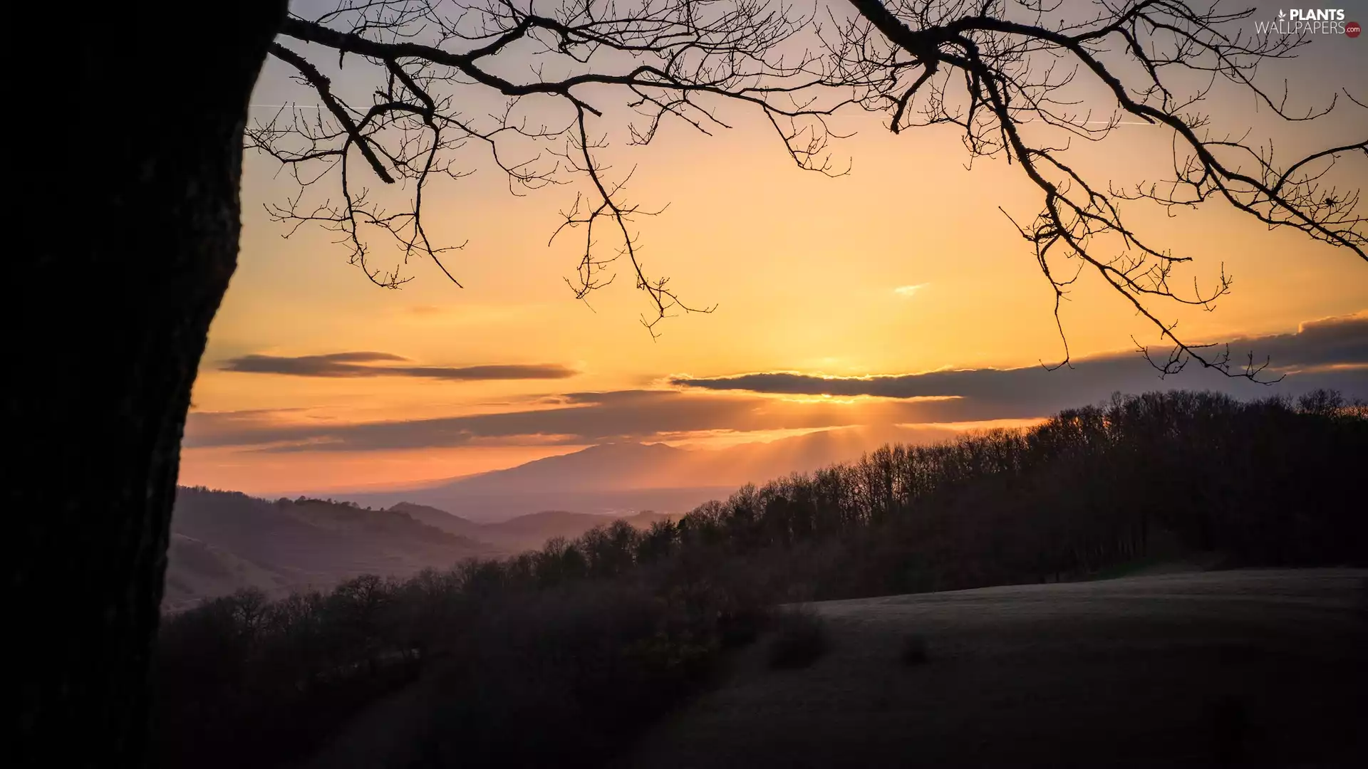 Great Sunsets, trees, branch pics, Hill