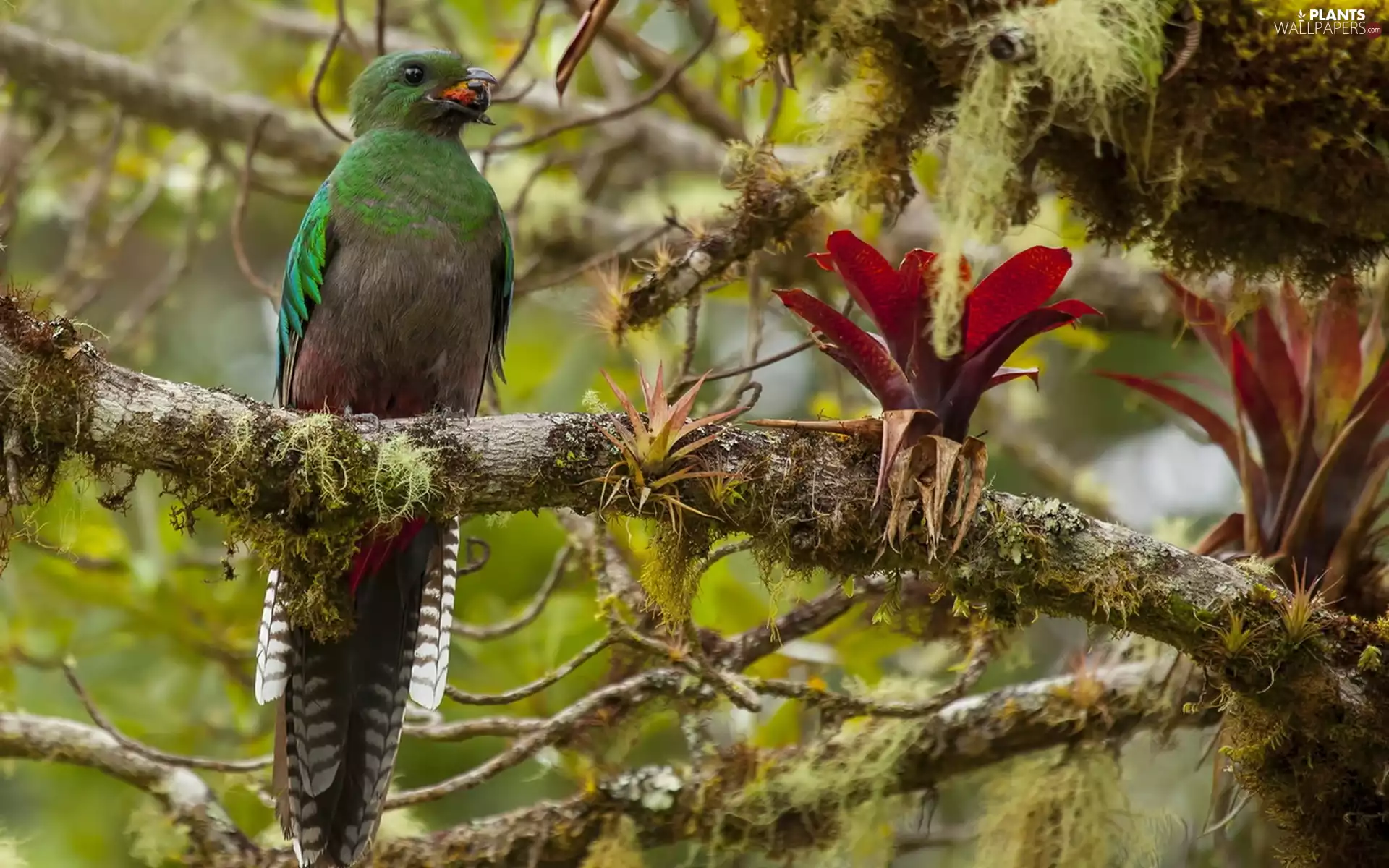 Bird, branch, Leaf, Quetzal Heraldic