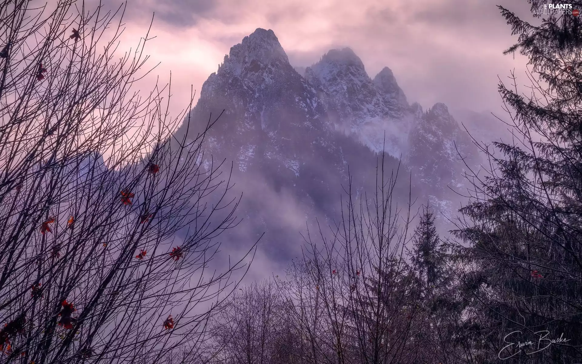 trees, Mountains, leafless, branch pics, viewes, Fog