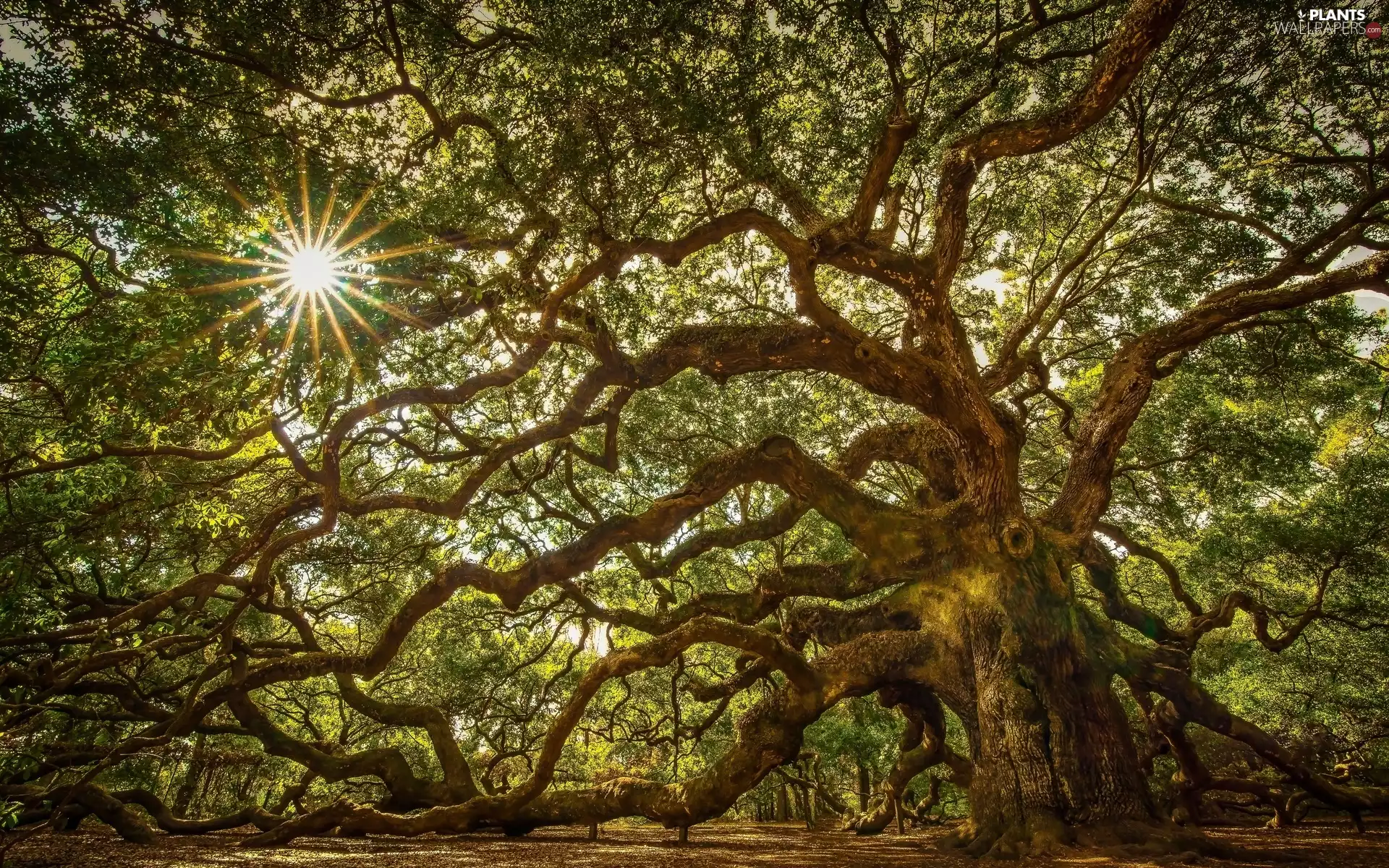 branch pics, trees, Przebijające, ligh, rays, sun, flash, luminosity, sun