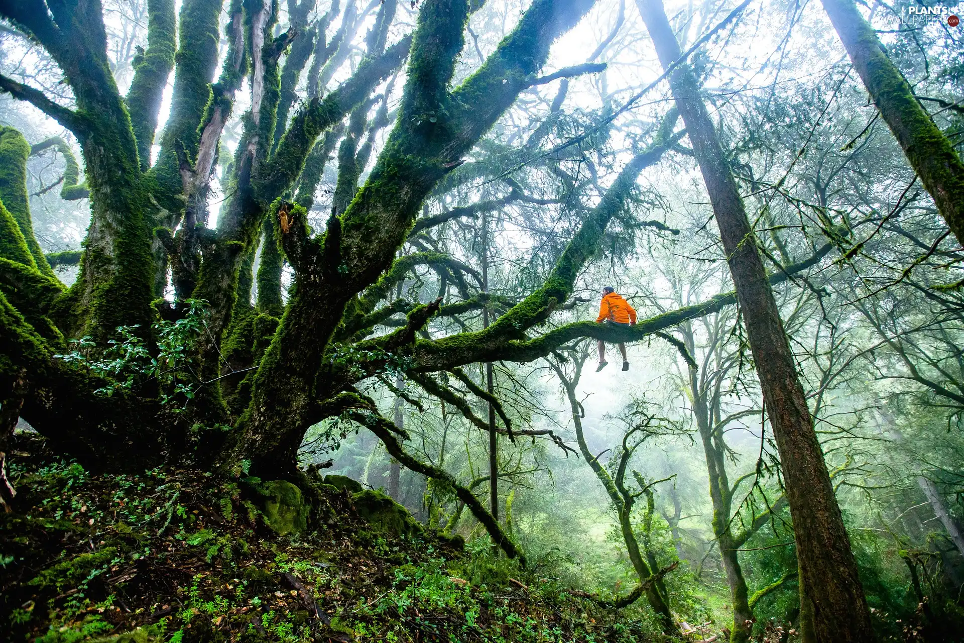 trees, forest, Human, branch, viewes, mossy