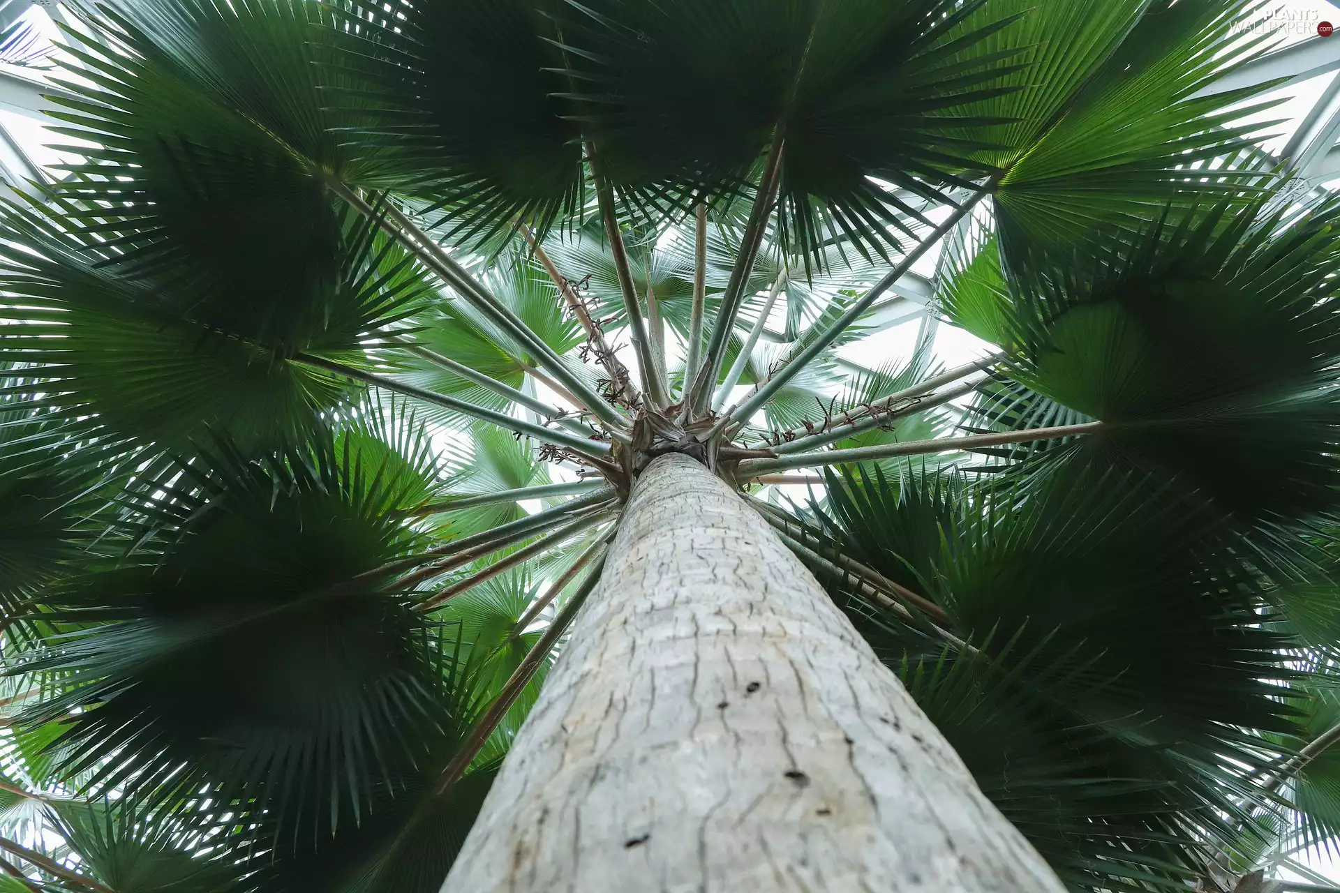 cork, trees, Leaf, branch pics, Palm