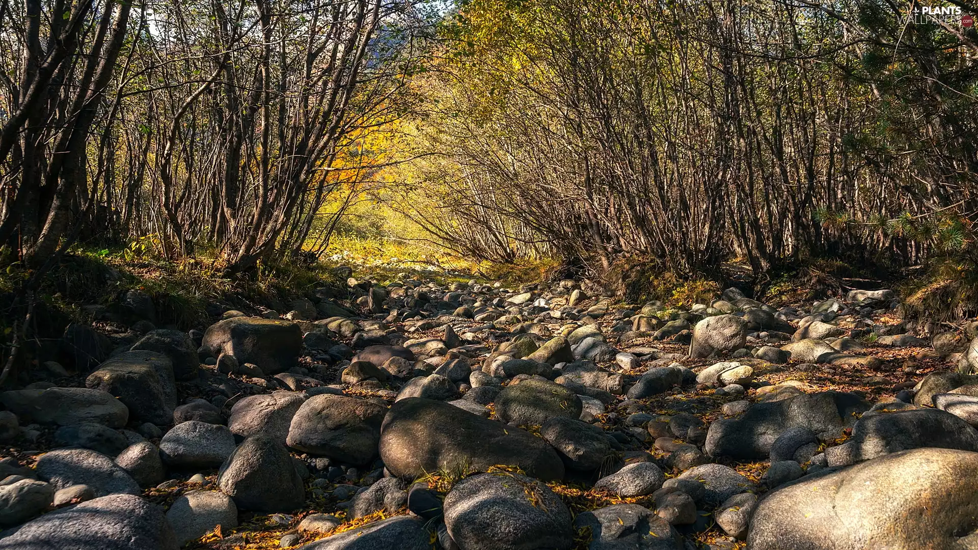 forest, branch pics, Stones, Bush