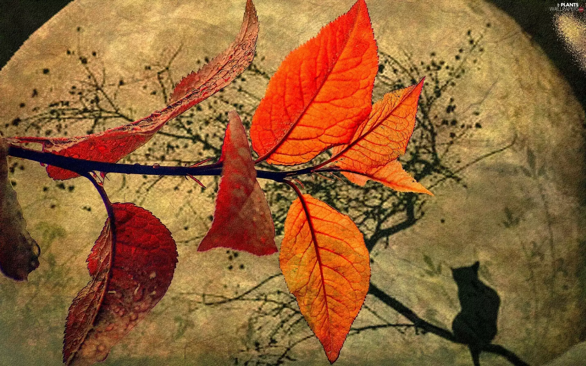 Leaf, branch pics, cat, color