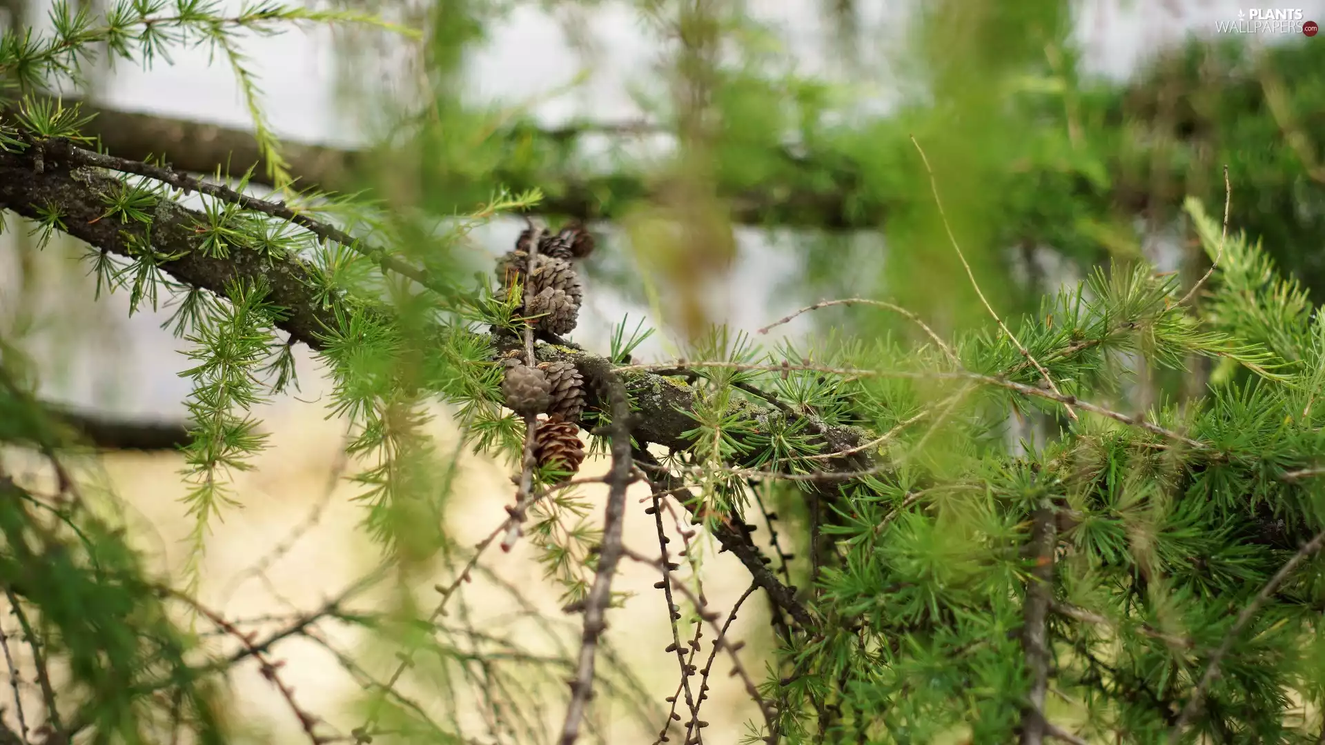 sapling, branch pics, larch, cones