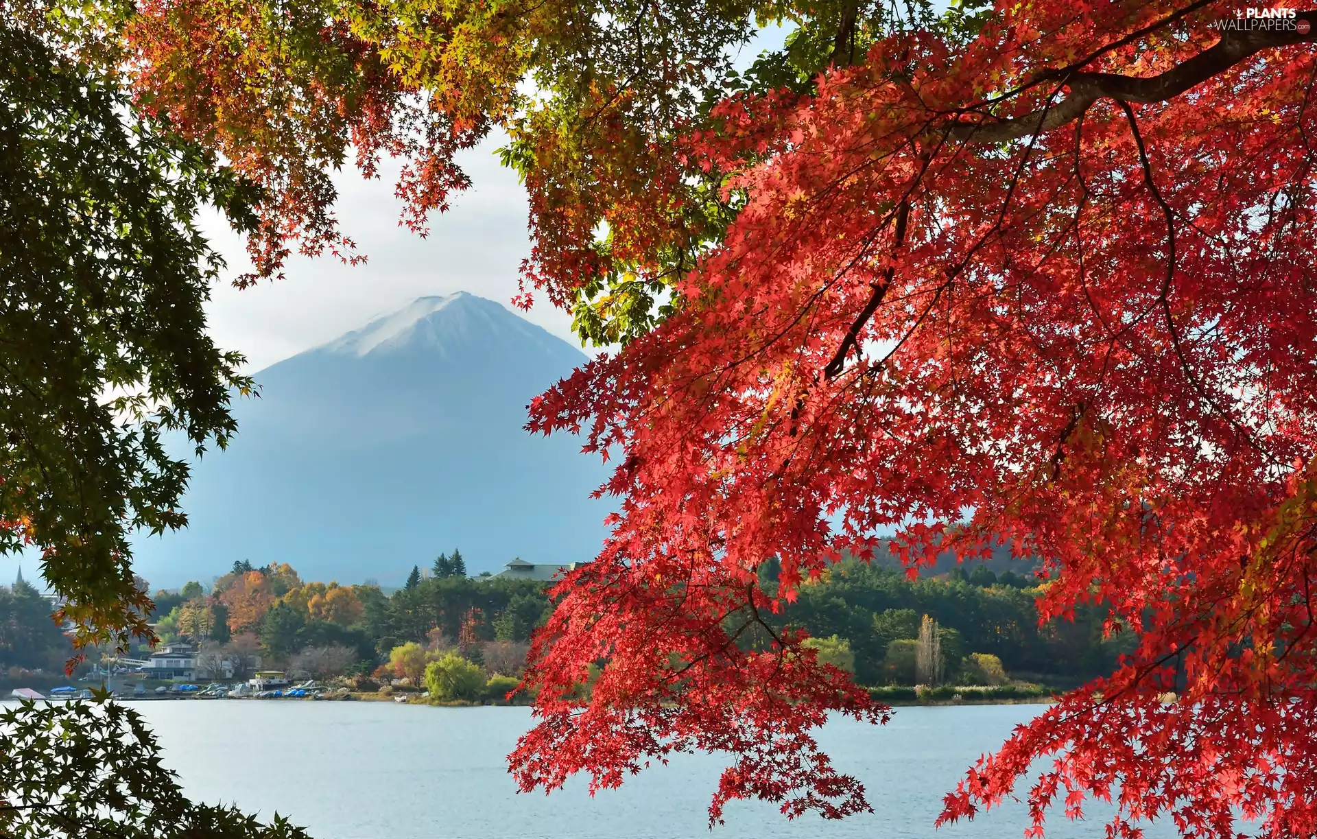 mountains, branch pics, Japan, Fuji