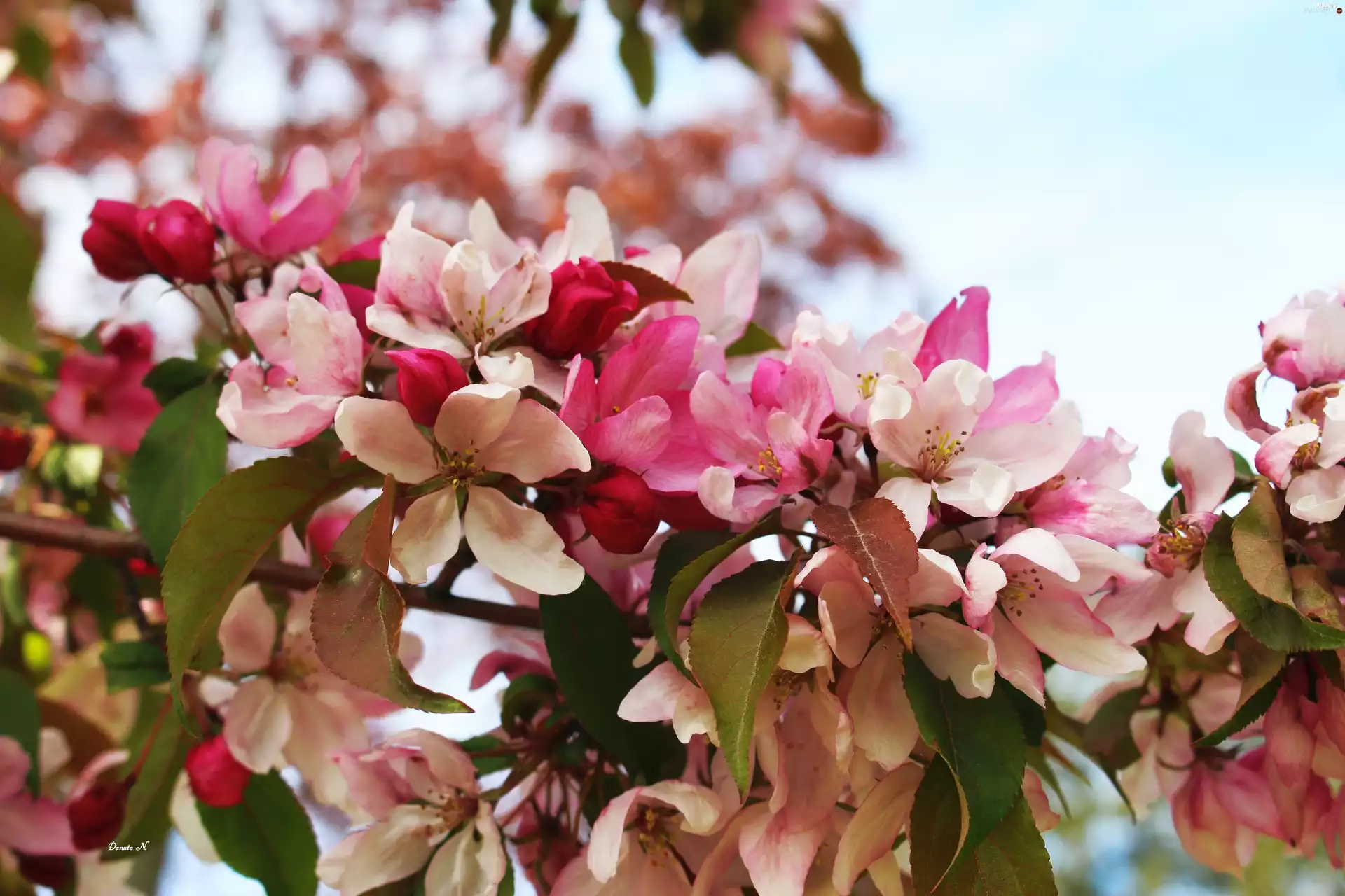 cherry, branch pics, Leaf, Japanese