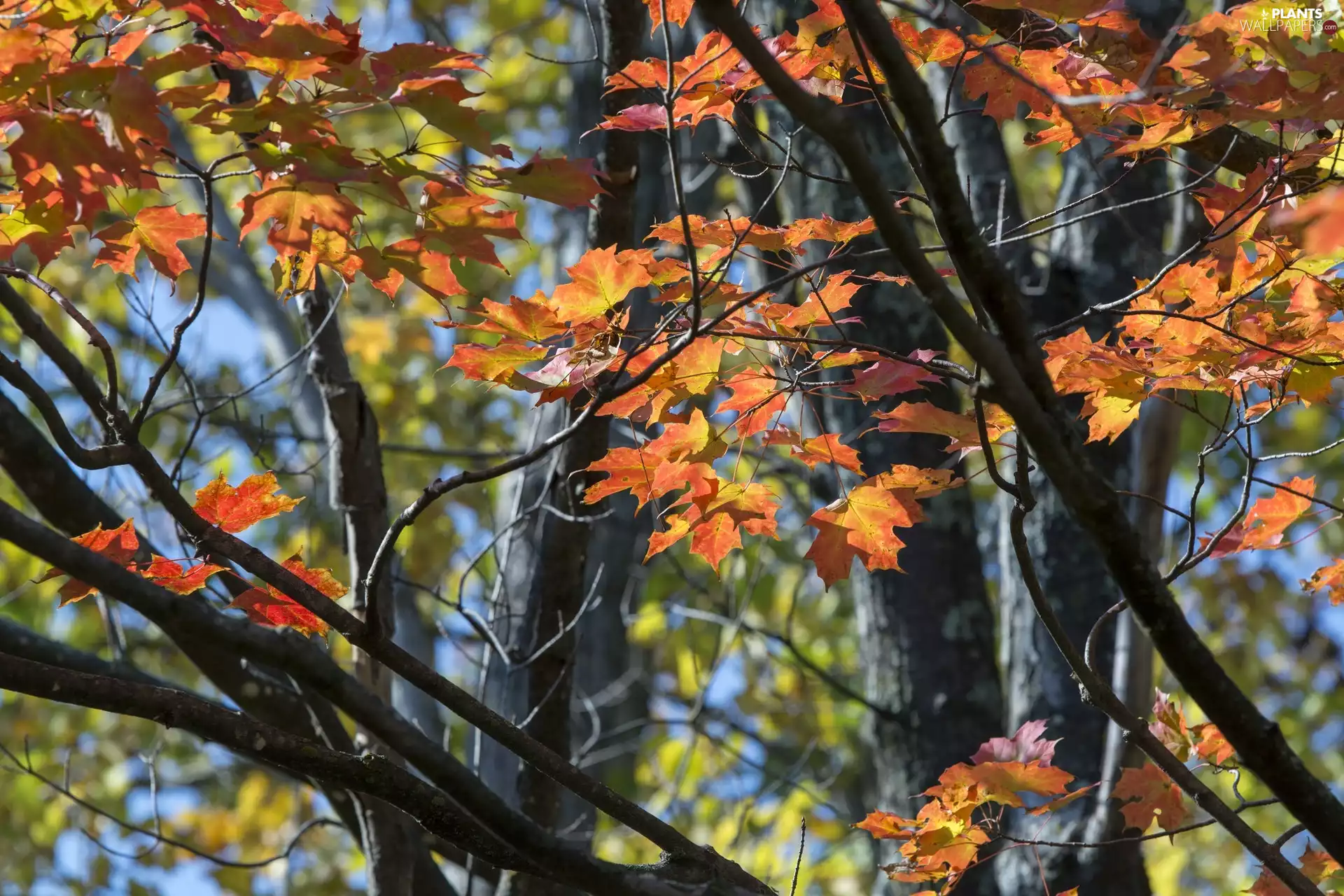 trees, branch pics, Leaf, maple