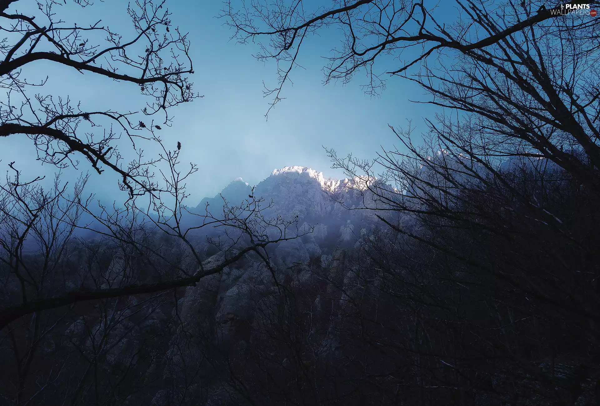 Mountains, branch pics, trees, rocks
