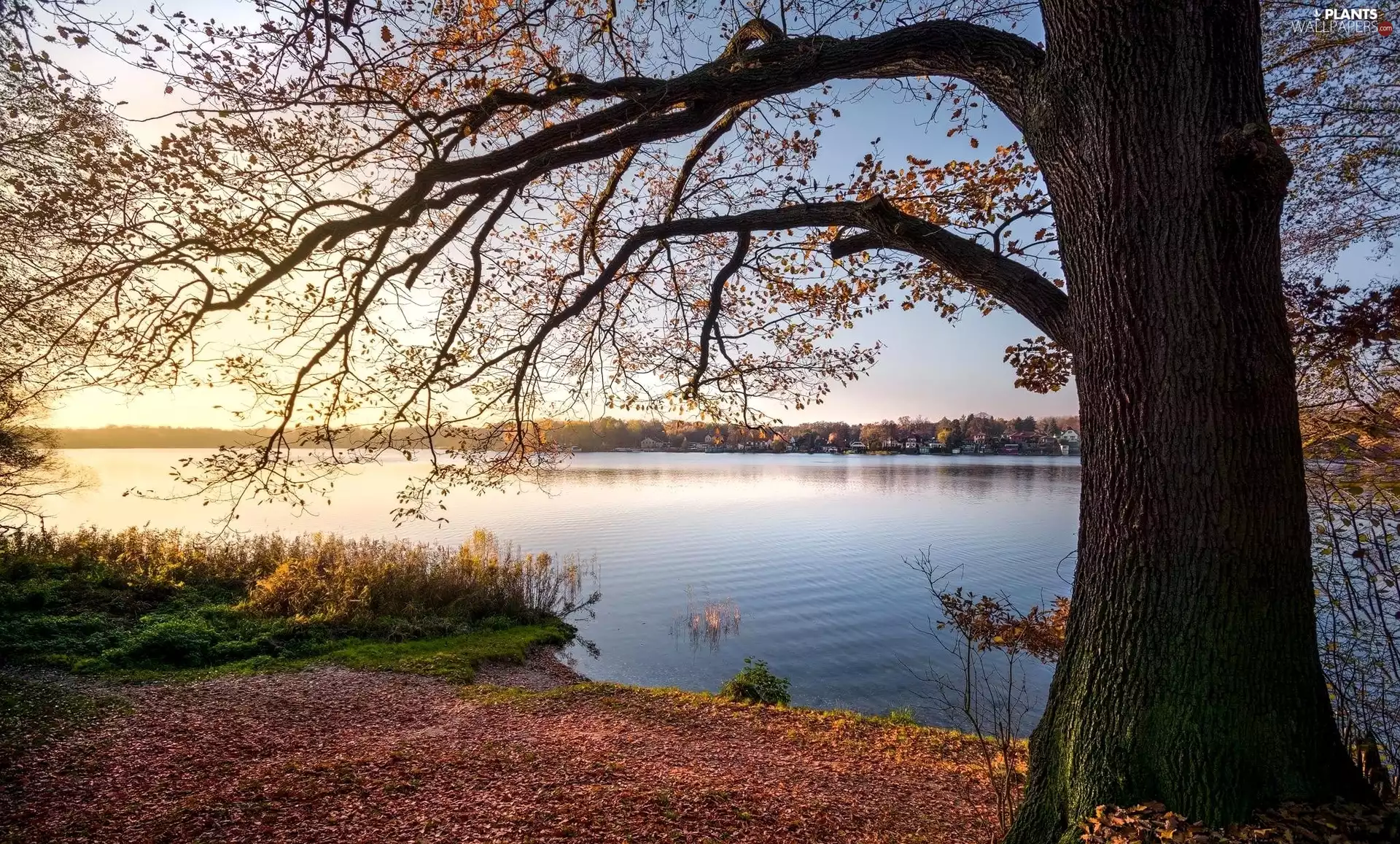 River, branch pics, Leaf, trees