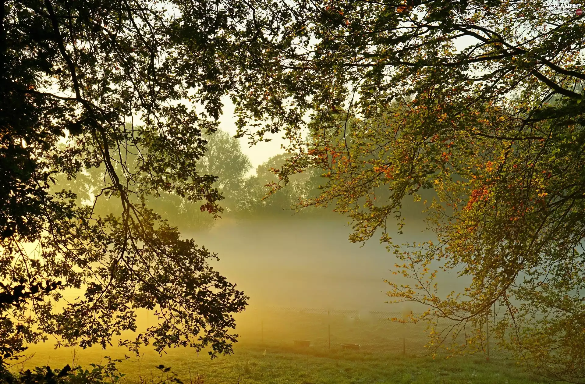 trees, branch pics, Fog, viewes