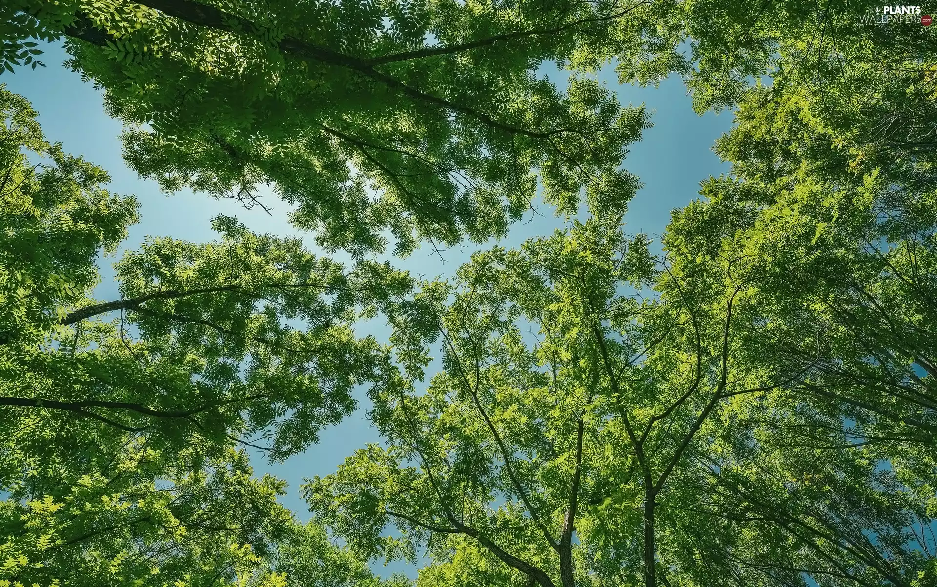 trees, branch pics, Leaf, viewes