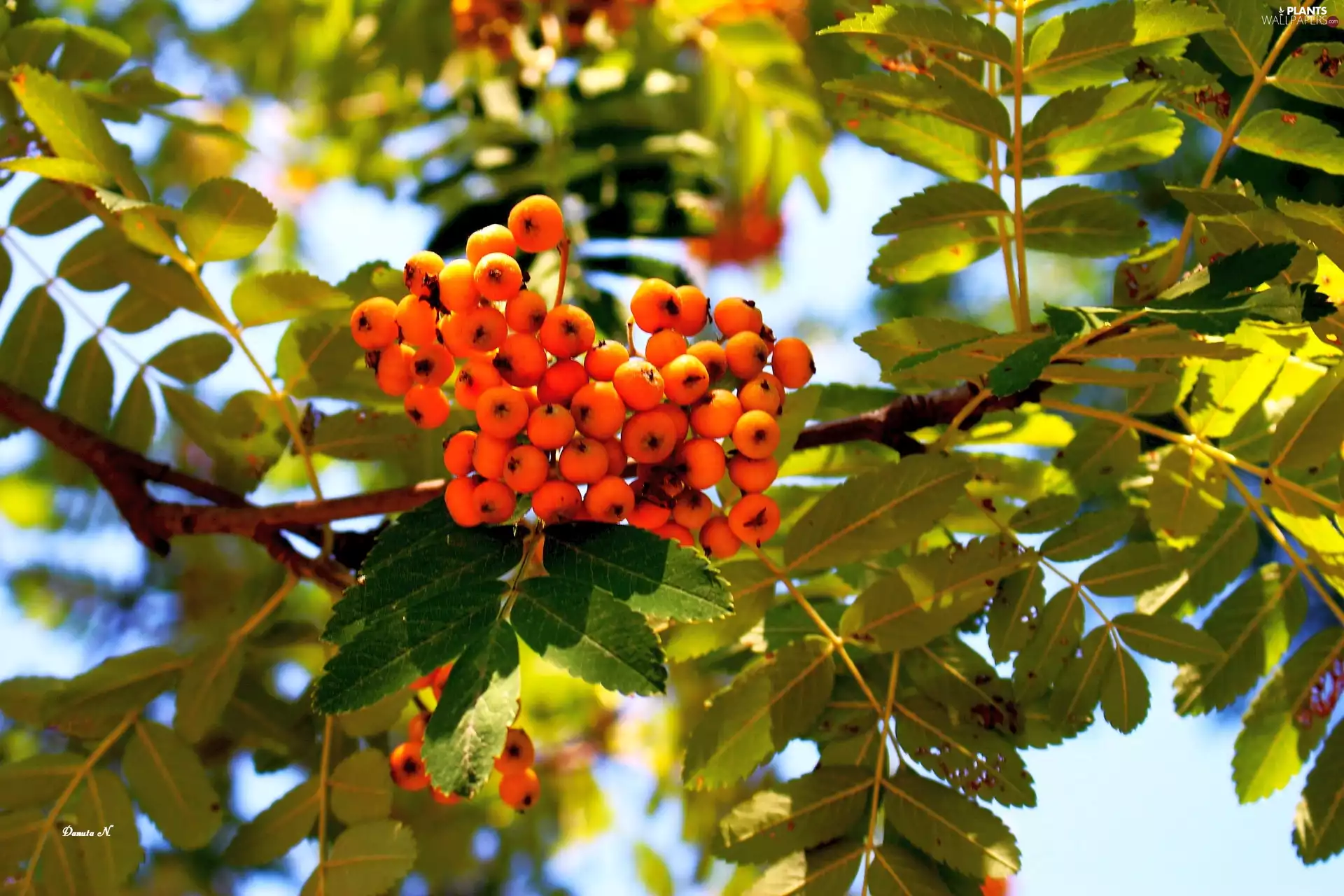 Leaf, summer, Fruits, branch pics, Plant