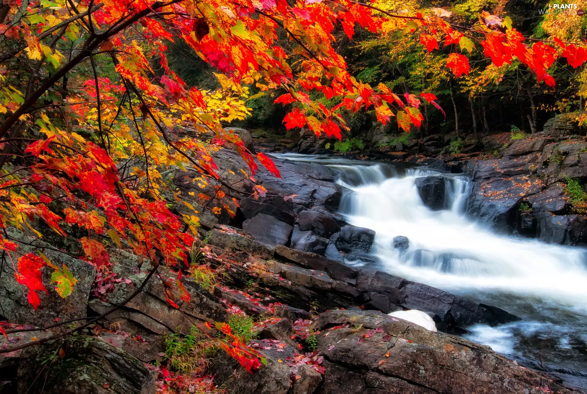 color, Leaf, rocks, branch pics, River
