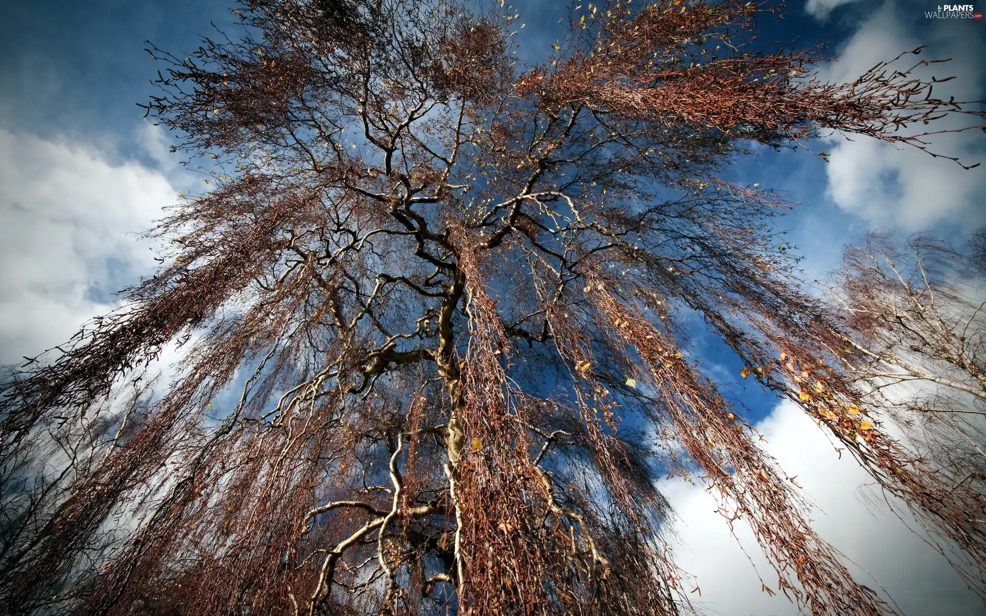 Sky, trees, branch pics