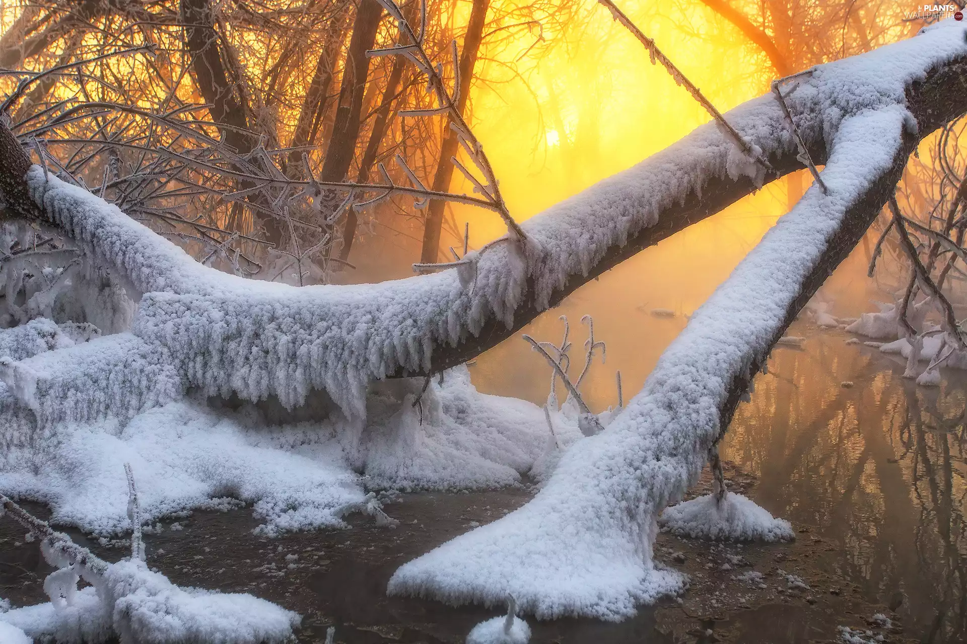 branch pics, trees, water, viewes, glamour, snow, winter, sunny