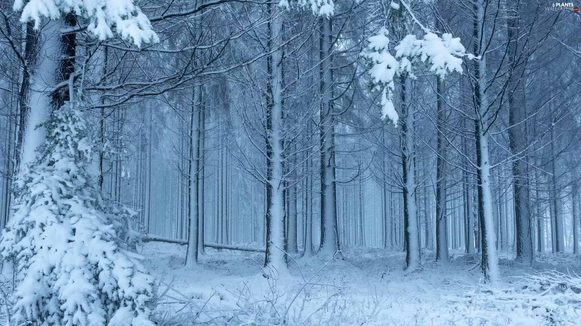 trees, winter, Snowy, branch pics, viewes, forest