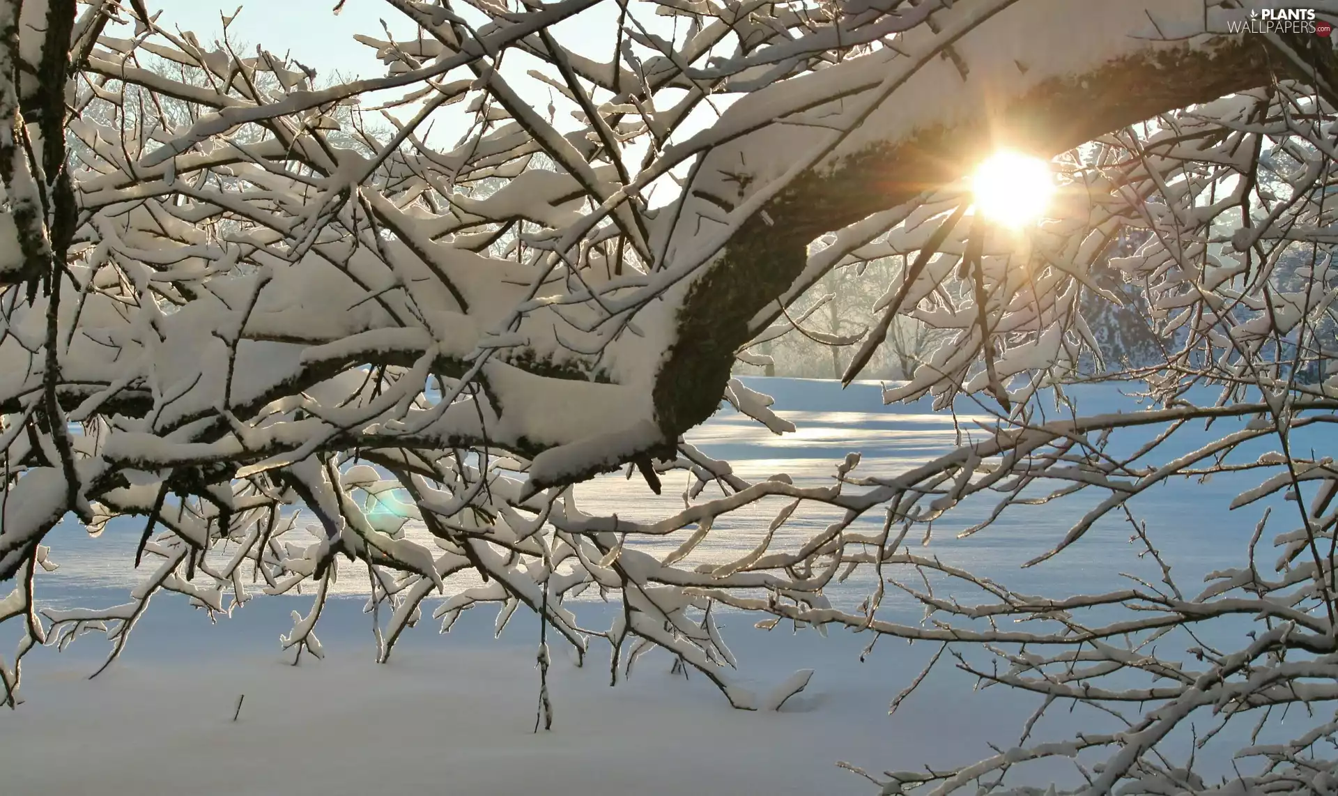 trees, winter, Snowy, branch pics, sun, snow