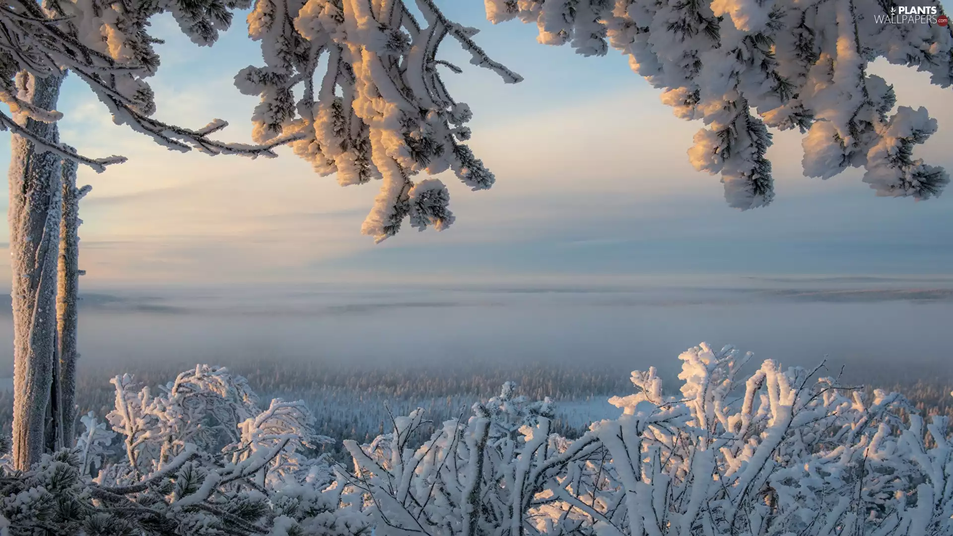 trees, winter, Snowy, branch pics, viewes, snow