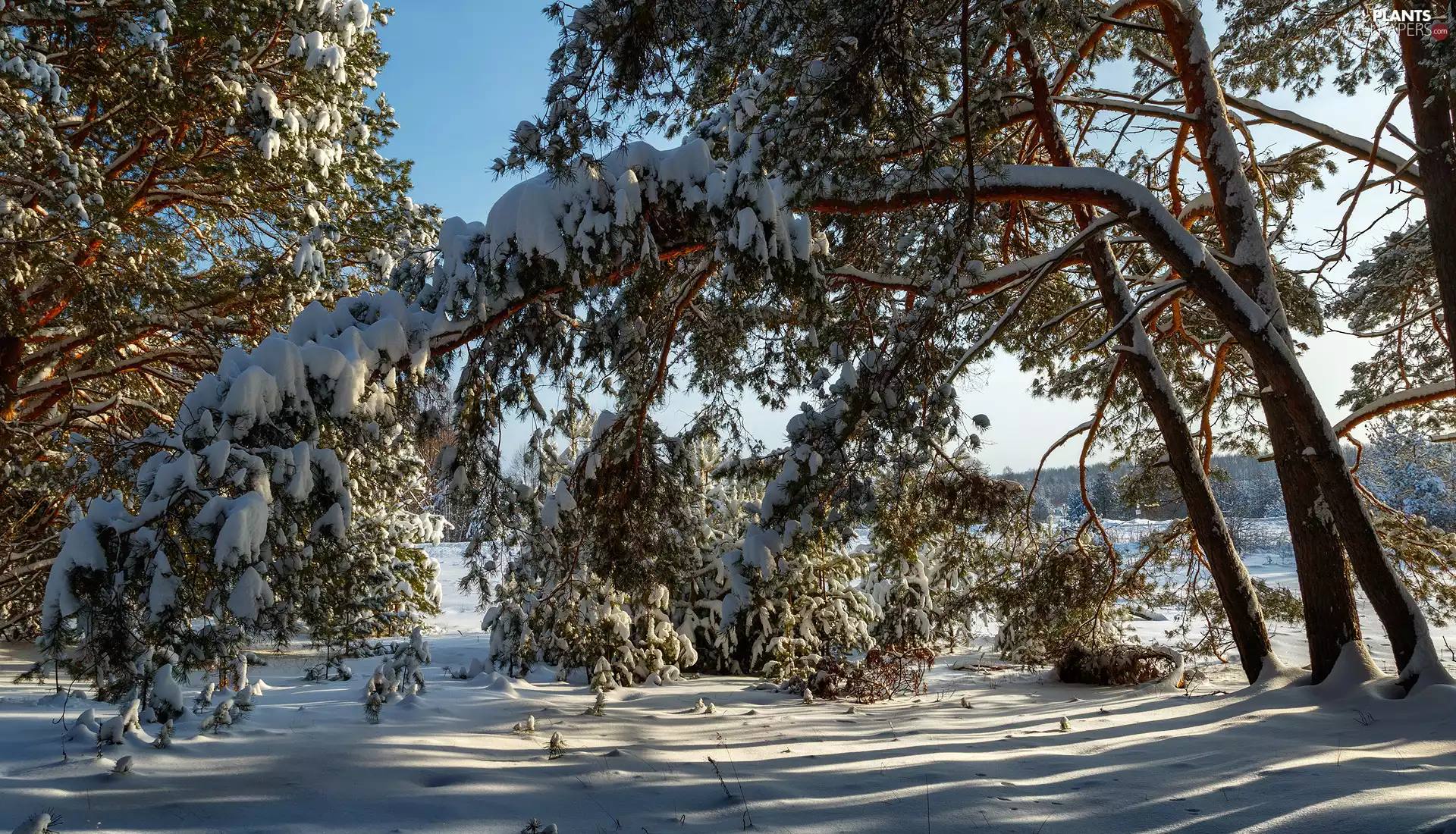 trees, winter, snowy, branch pics, viewes, snow